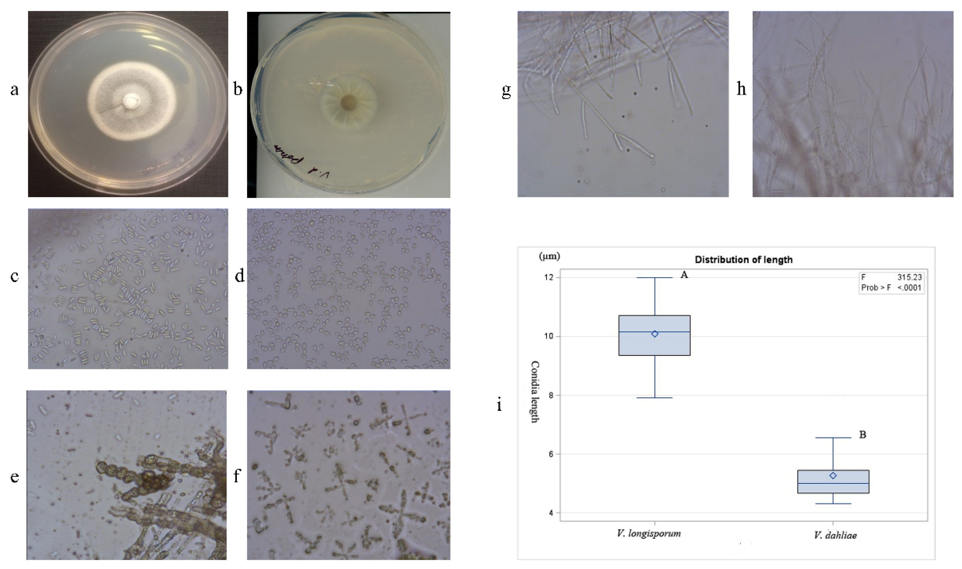 Ijms 21 03499 g001 Ijms 21 03499 g001