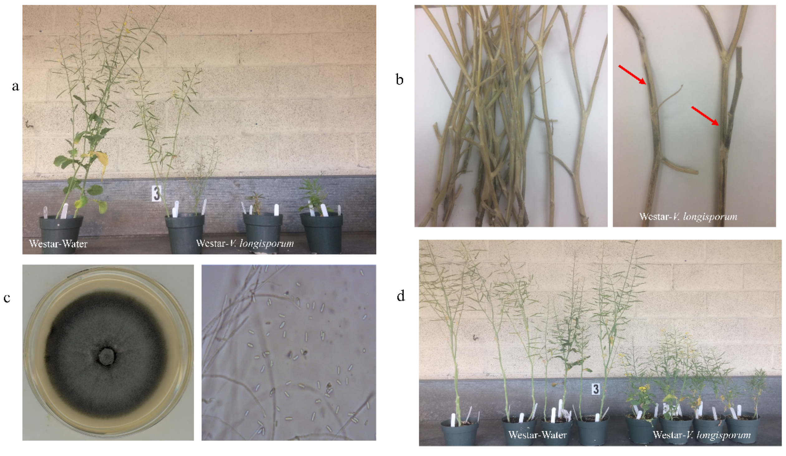 Ijms 21 03499 g003 Ijms 21 03499 g003