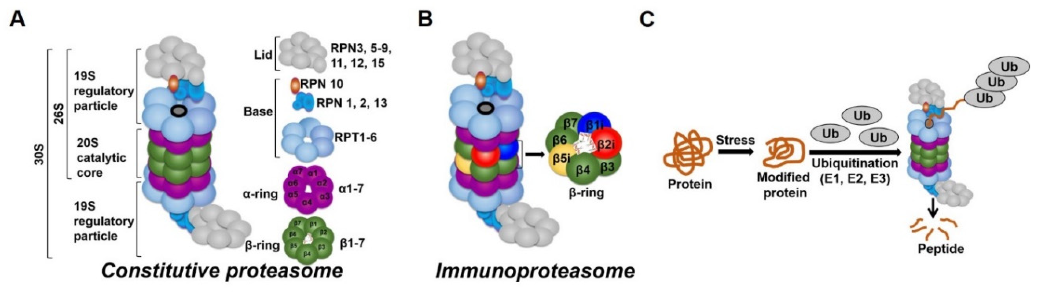 Ijms 21 03506 g002 Ijms 21 03506 g002