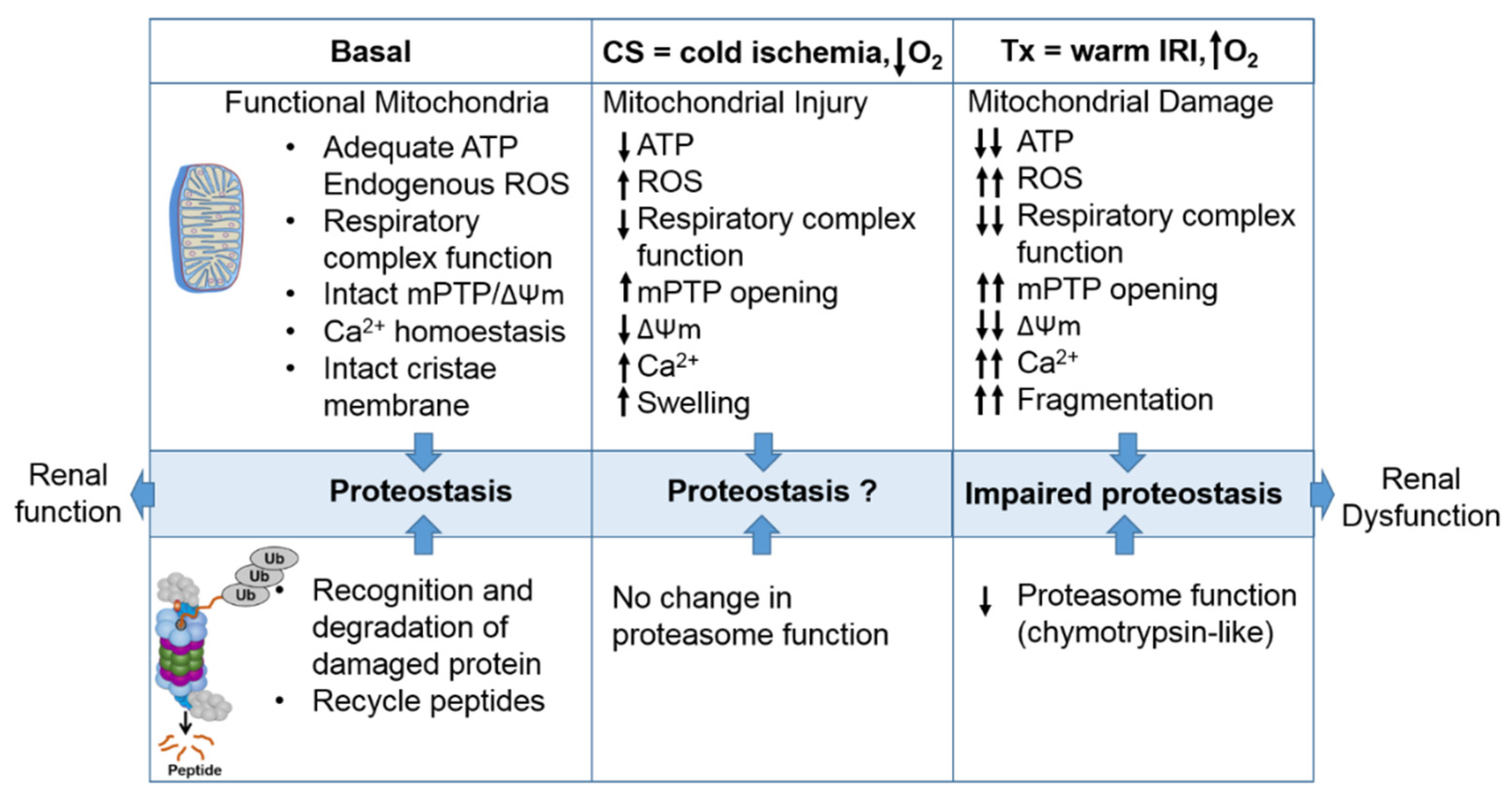 Ijms 21 03506 g003 Ijms 21 03506 g003