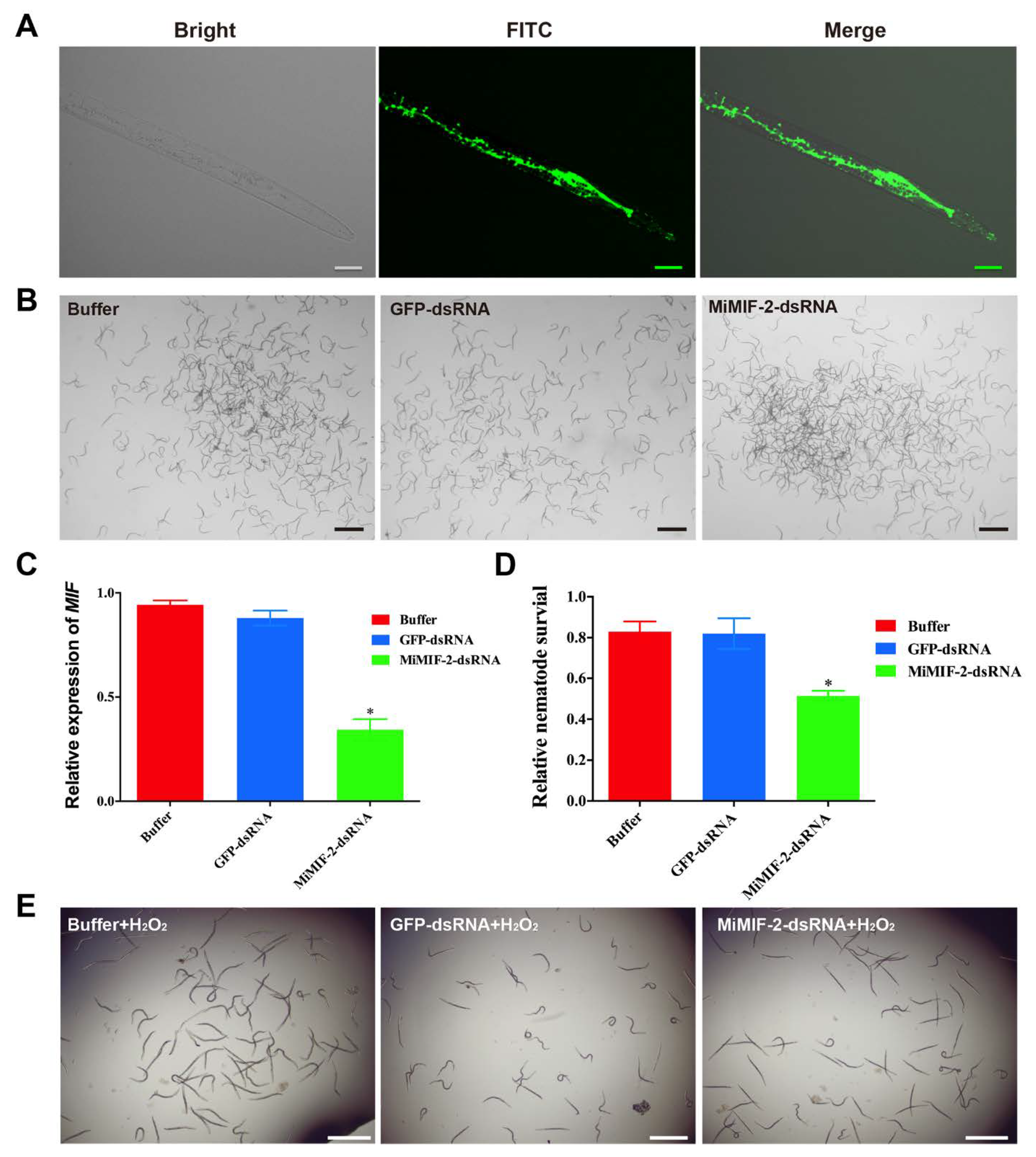 Ijms 21 03507 g003 Ijms 21 03507 g003
