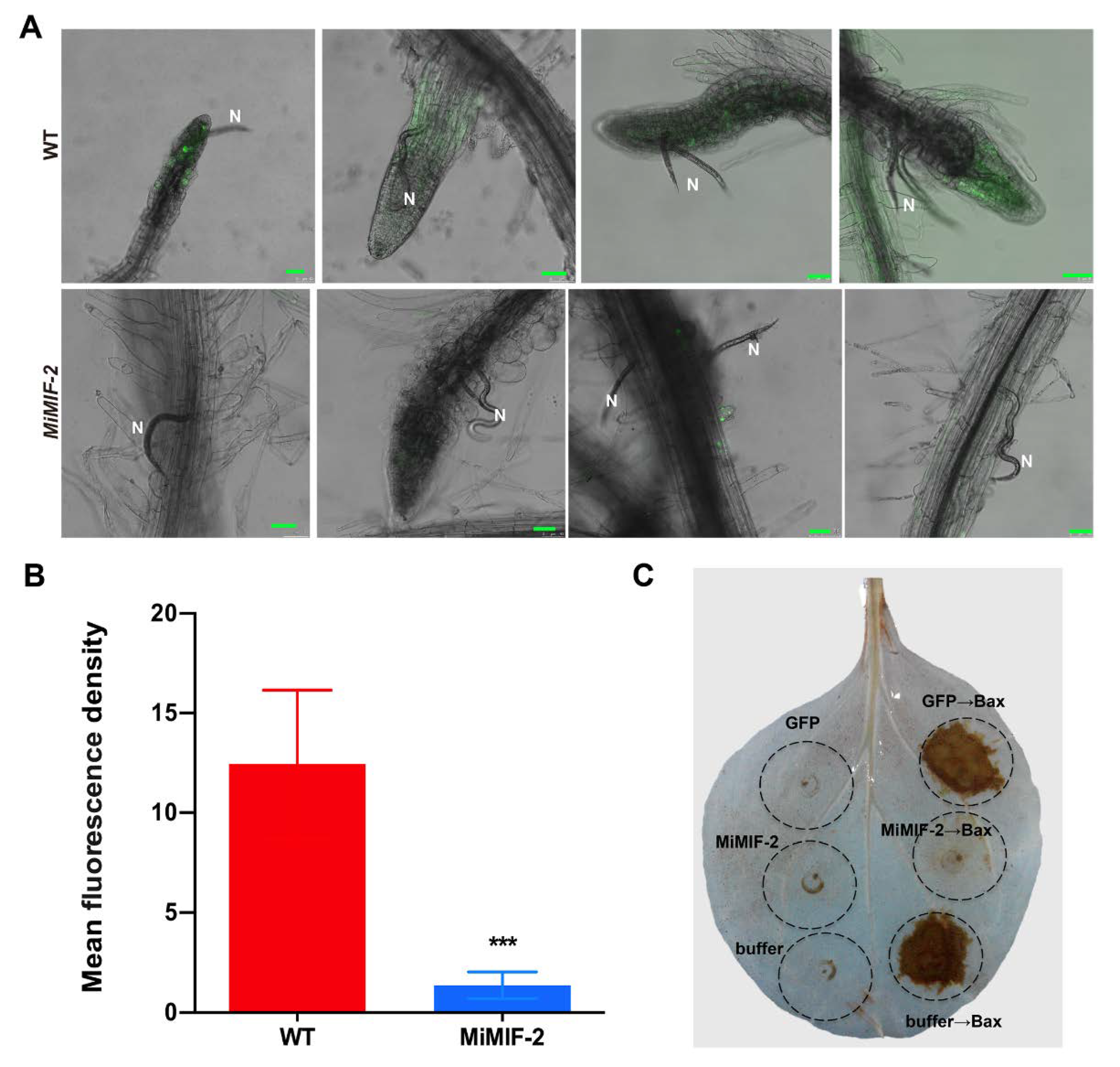 Ijms 21 03507 g004 Ijms 21 03507 g004