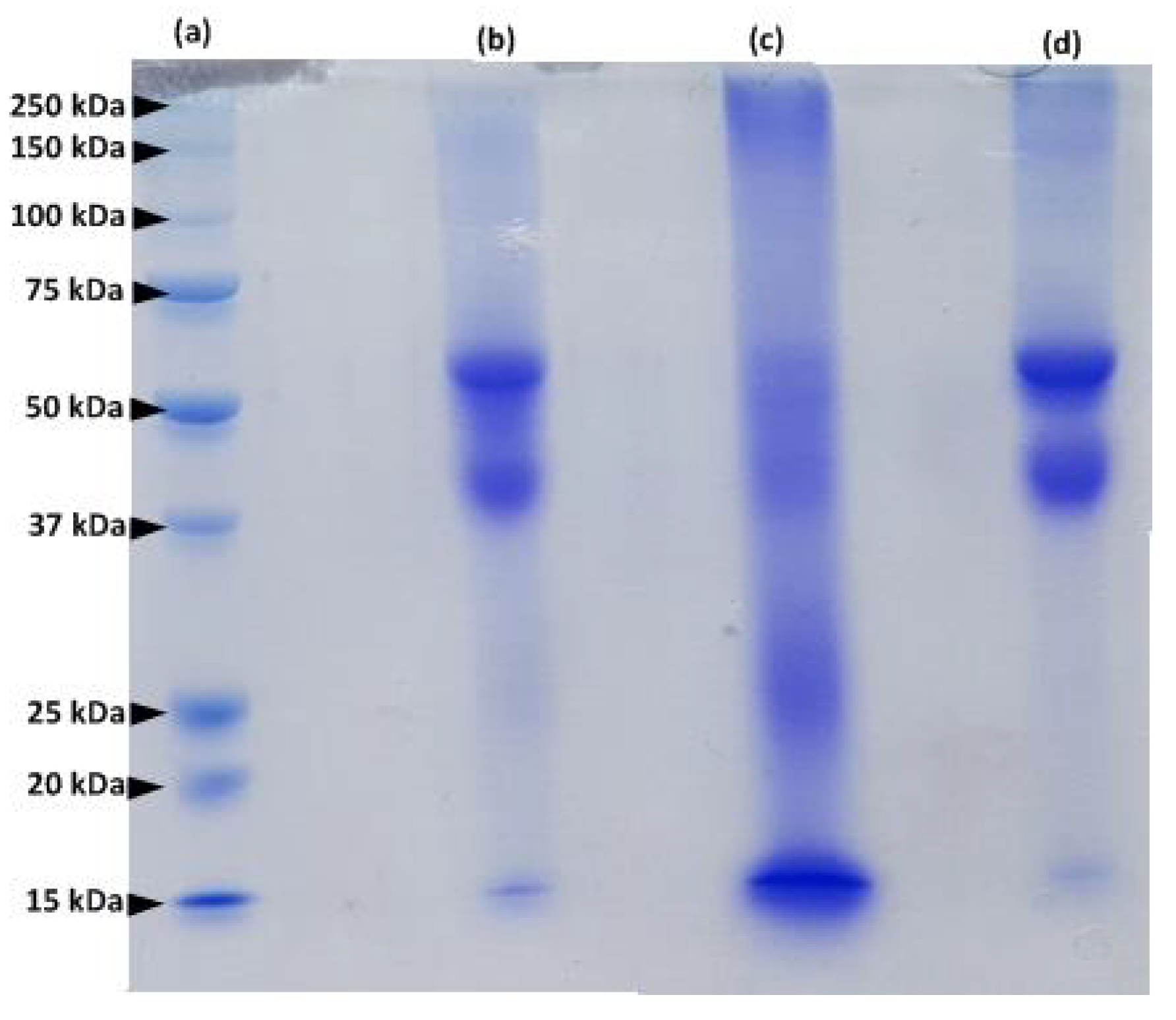 Ijms 21 03512 g002 Ijms 21 03512 g002