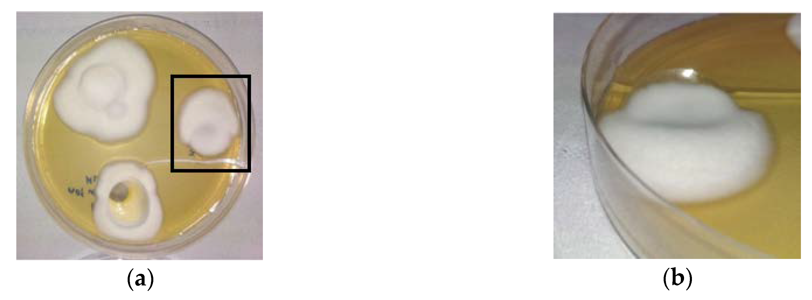 Ijms 21 03512 g008 Ijms 21 03512 g008