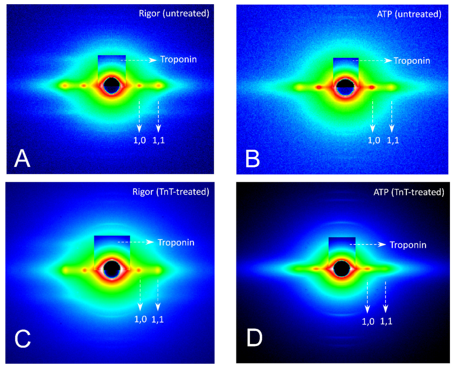 Ijms 21 03520 g002 Ijms 21 03520 g002