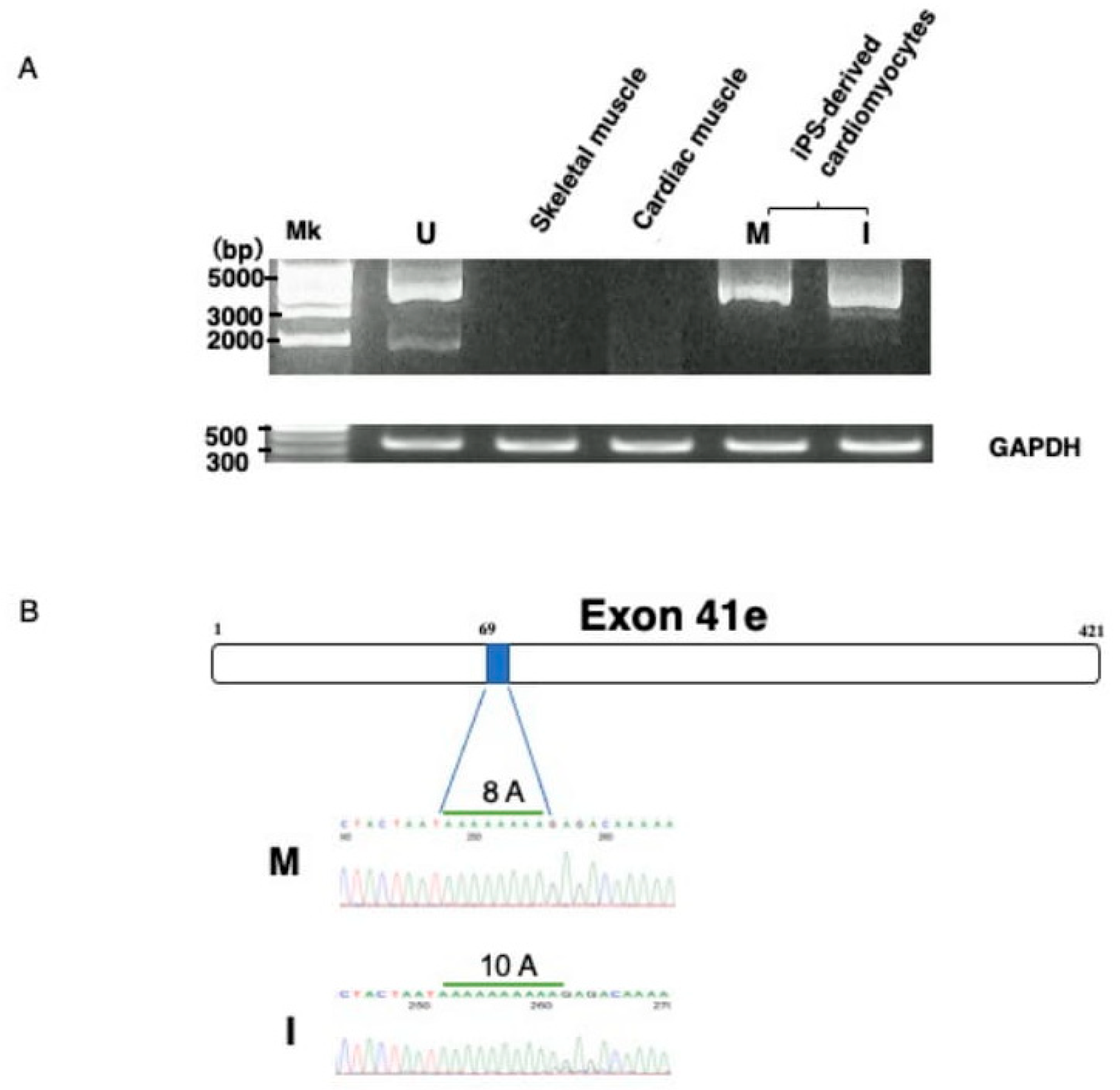 Ijms 21 03555 g002 Ijms 21 03555 g002