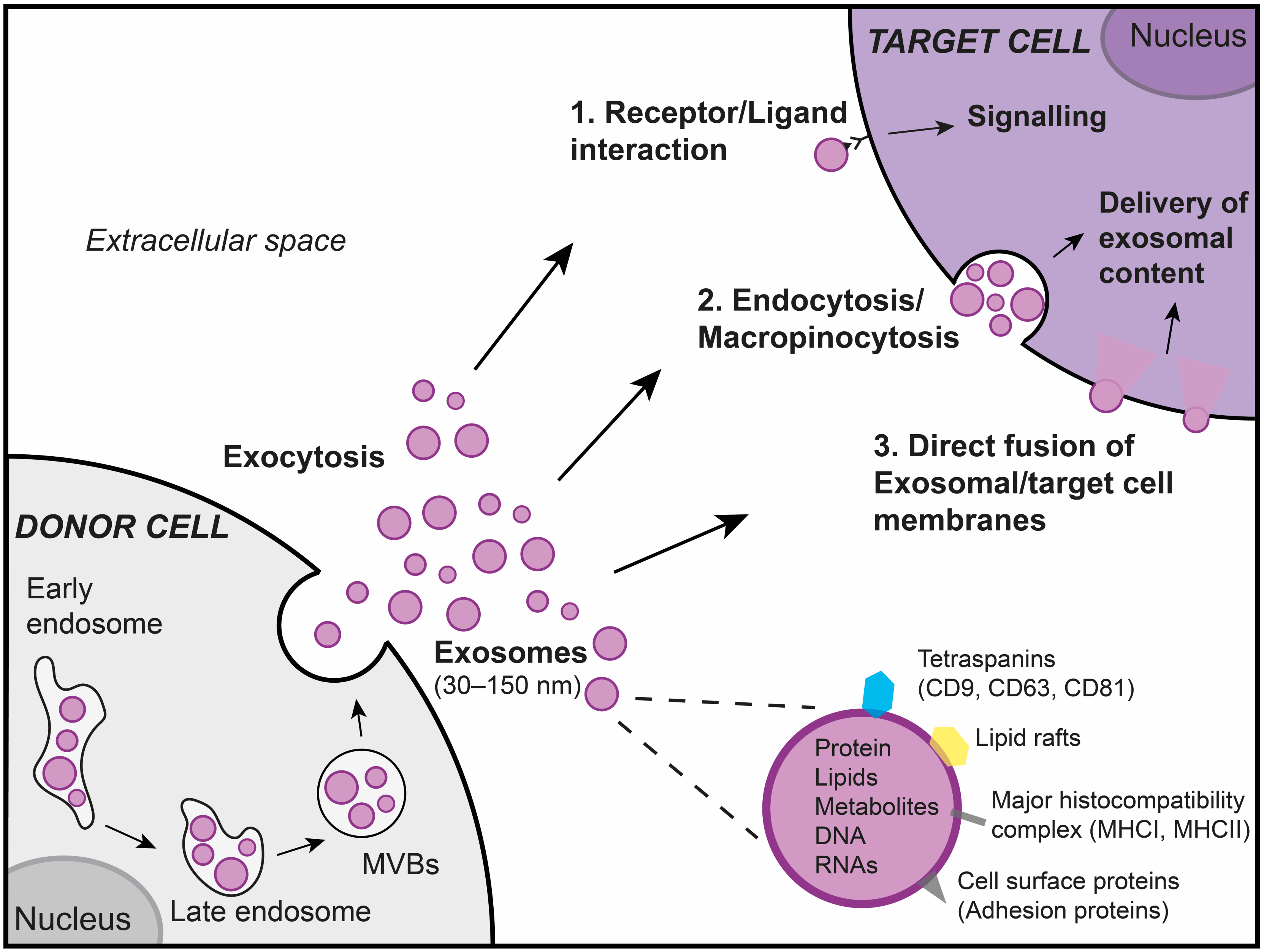 Ijms 21 03580 g001 Ijms 21 03580 g001