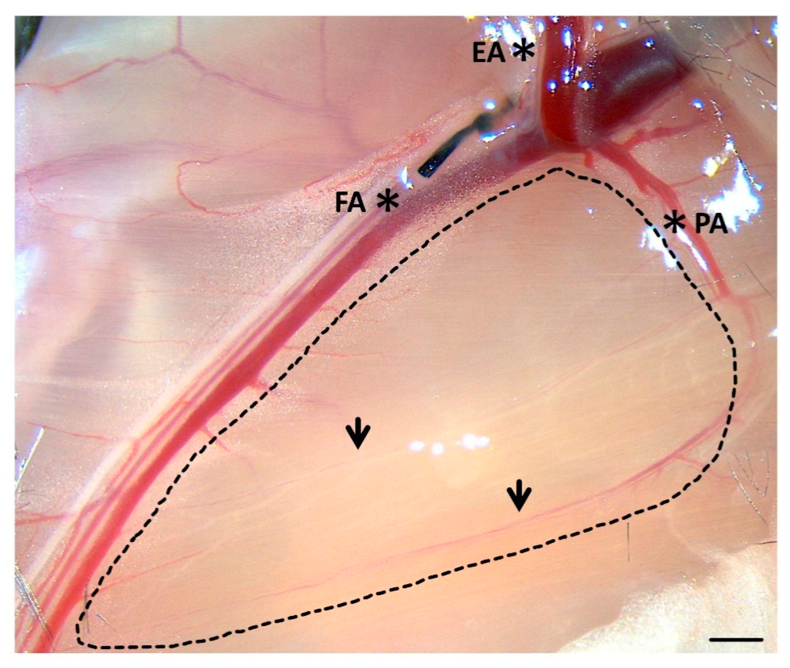 Ijms 21 03593 g001 Ijms 21 03593 g001