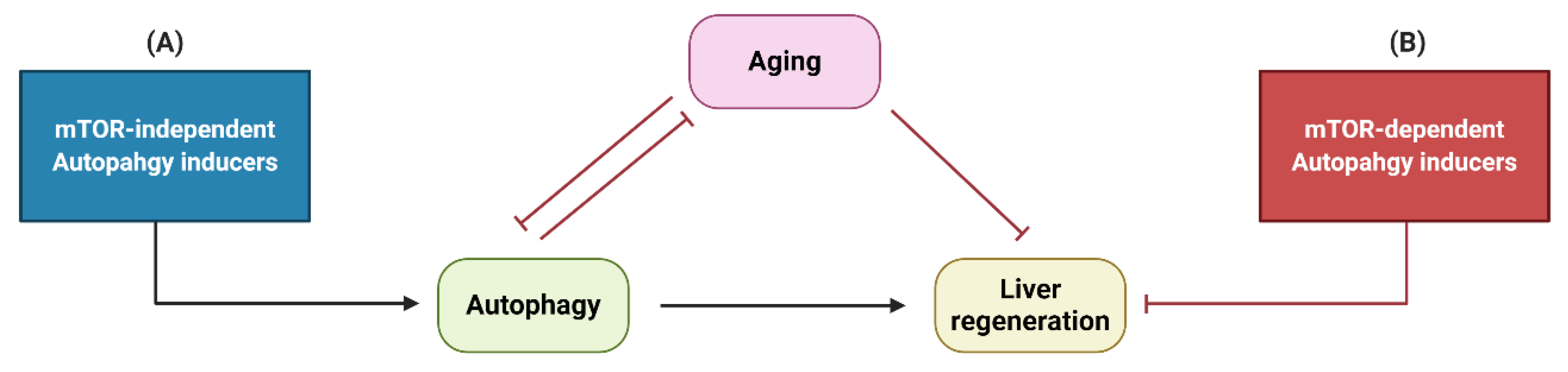 Ijms 21 03606 g004 Ijms 21 03606 g004