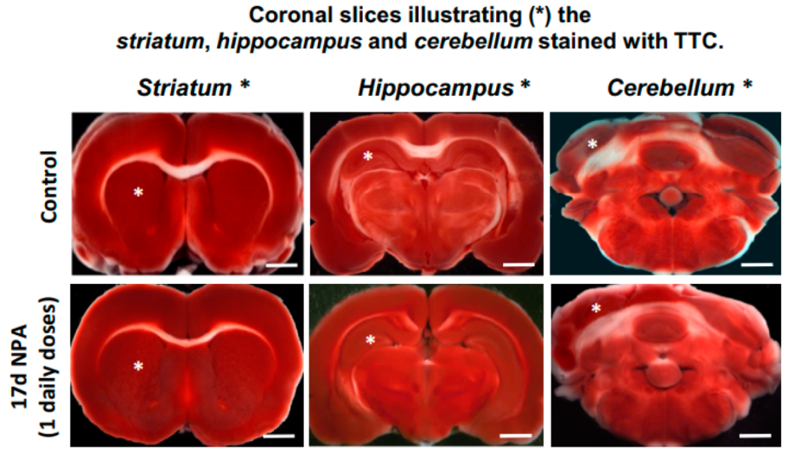 Ijms 21 03609 g002 Ijms 21 03609 g002