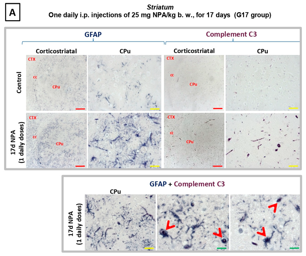 Ijms 21 03609 g005a Ijms 21 03609 g005a