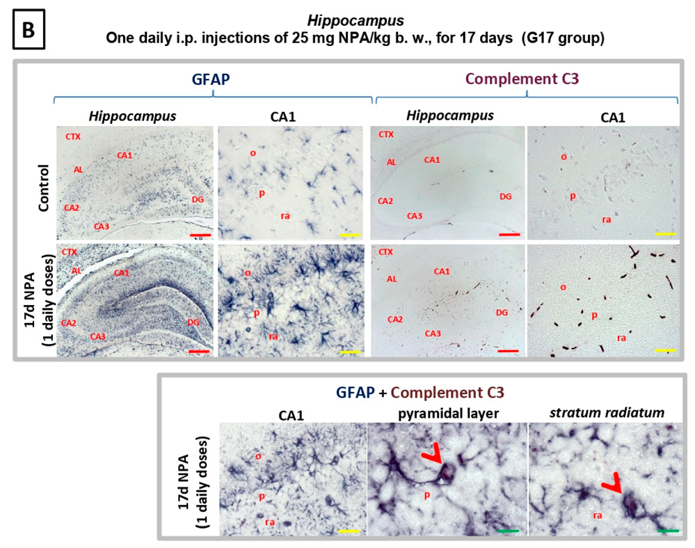 Ijms 21 03609 g005b Ijms 21 03609 g005b