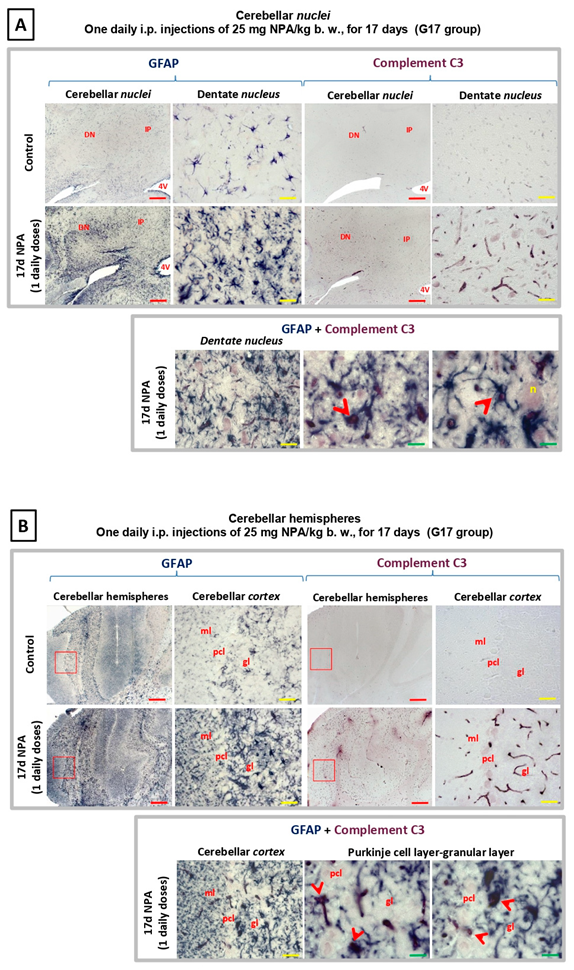 Ijms 21 03609 g006 Ijms 21 03609 g006