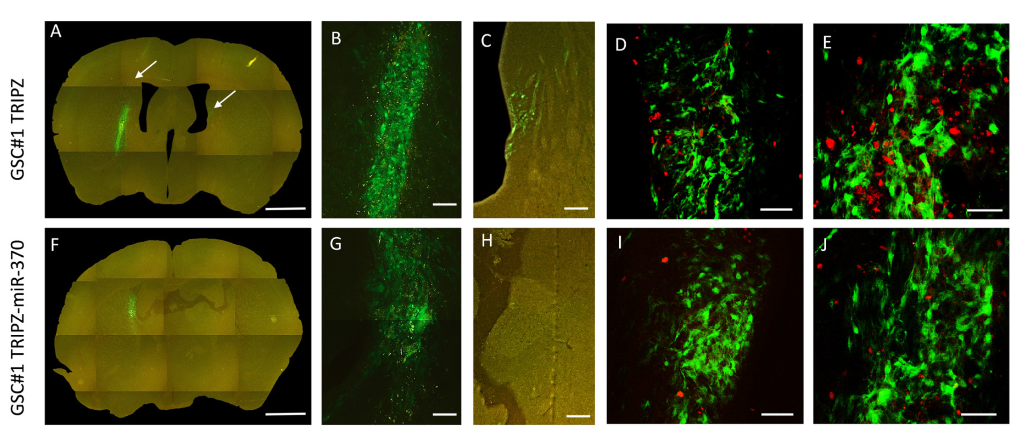 Ijms 21 03610 g002 Ijms 21 03610 g002