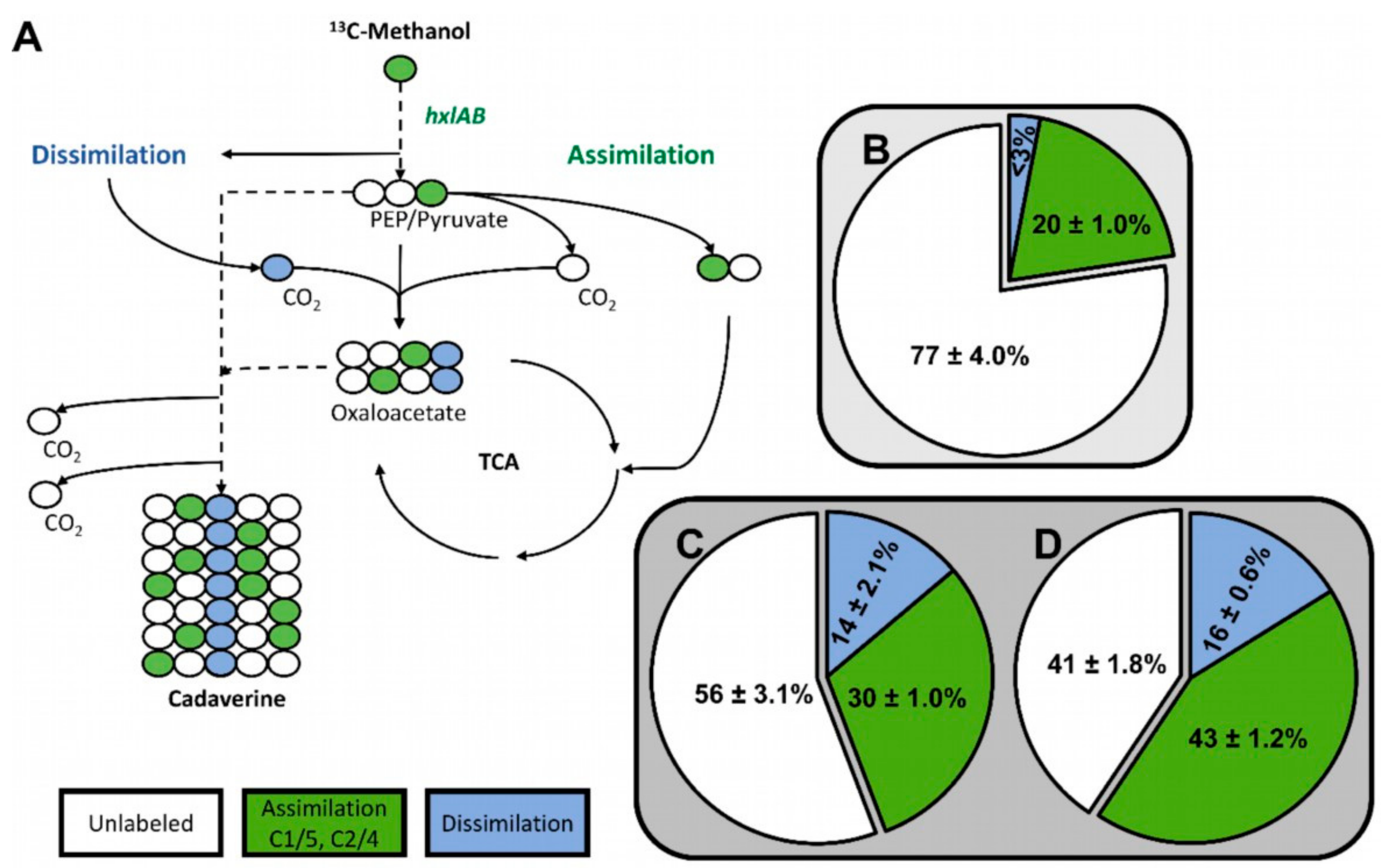 Ijms 21 03617 g003 Ijms 21 03617 g003