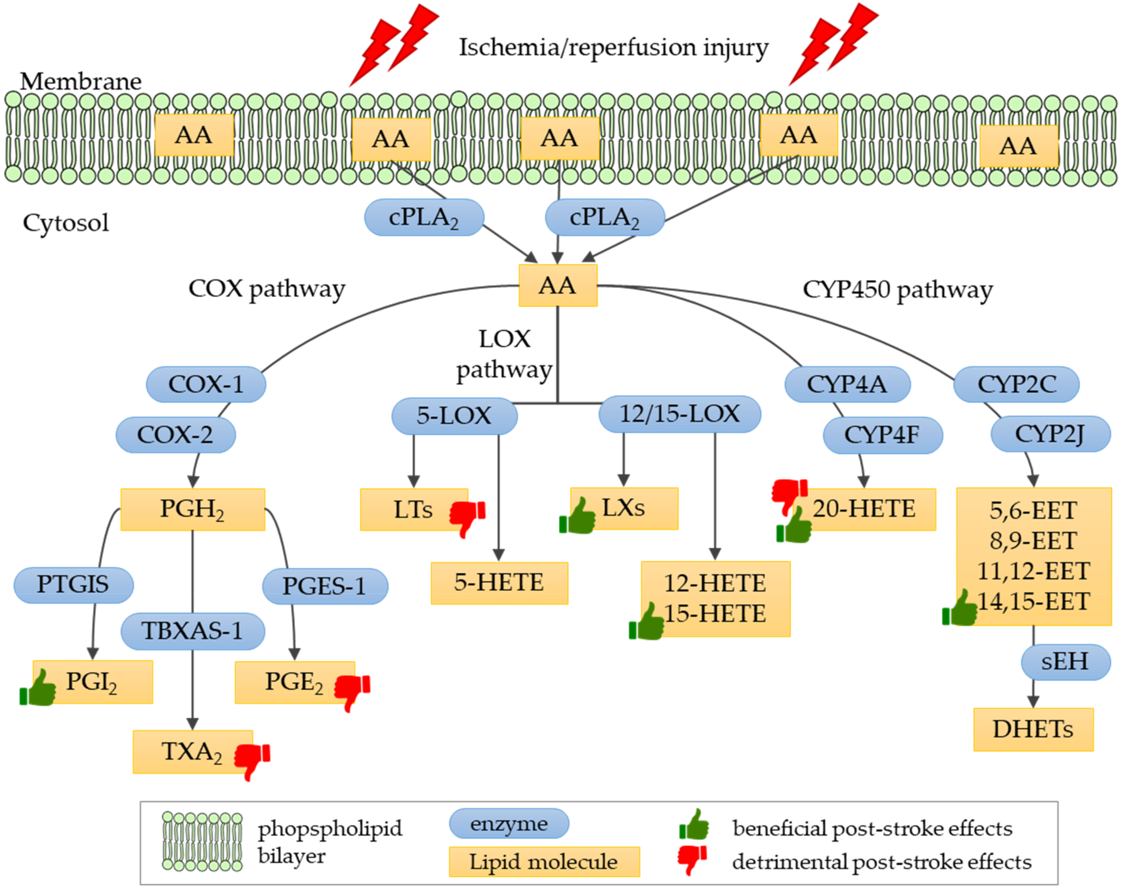 Ijms 21 03618 g002 Ijms 21 03618 g002