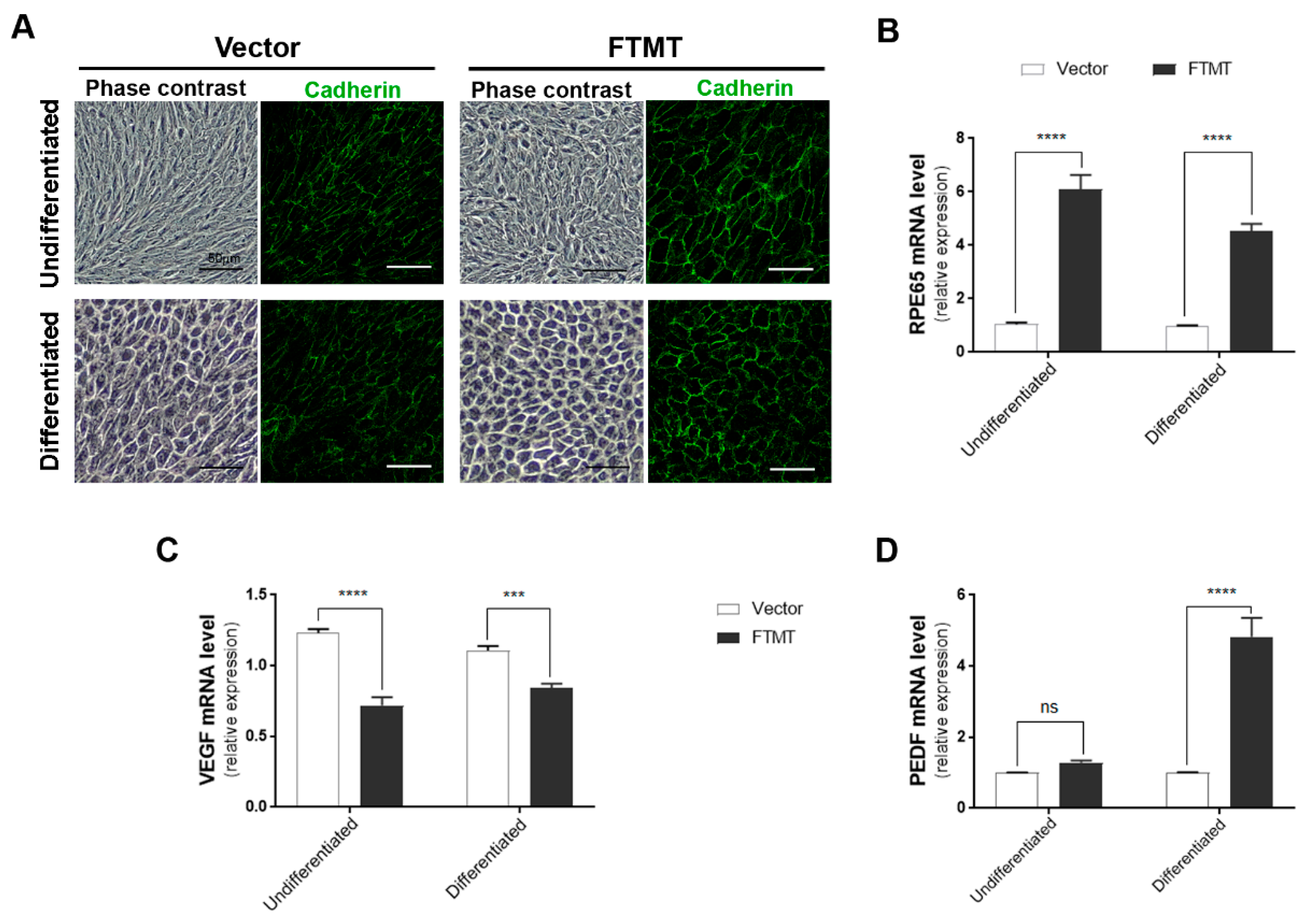 Ijms 21 03635 g006 Ijms 21 03635 g006