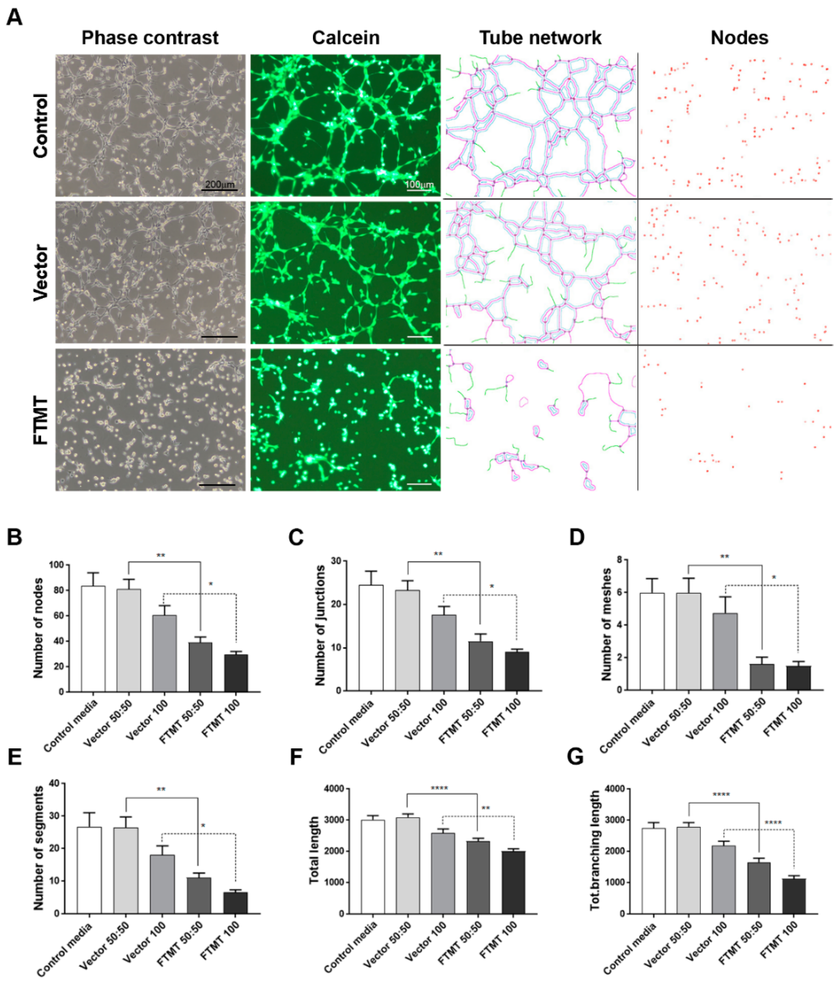 Ijms 21 03635 g007 Ijms 21 03635 g007
