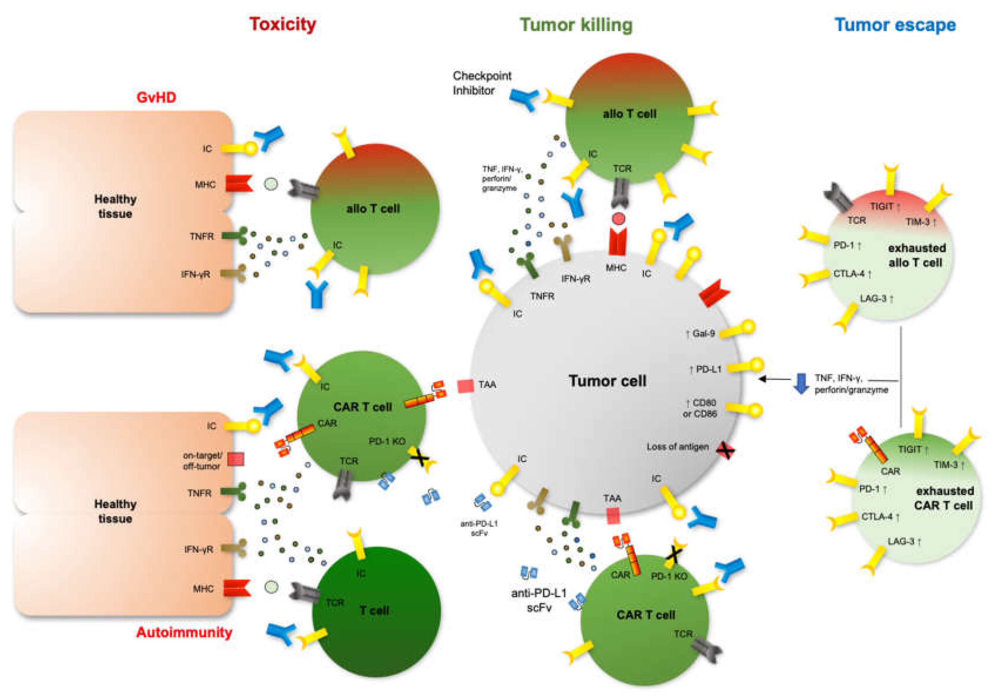 Ijms 21 03650 g001 Ijms 21 03650 g001