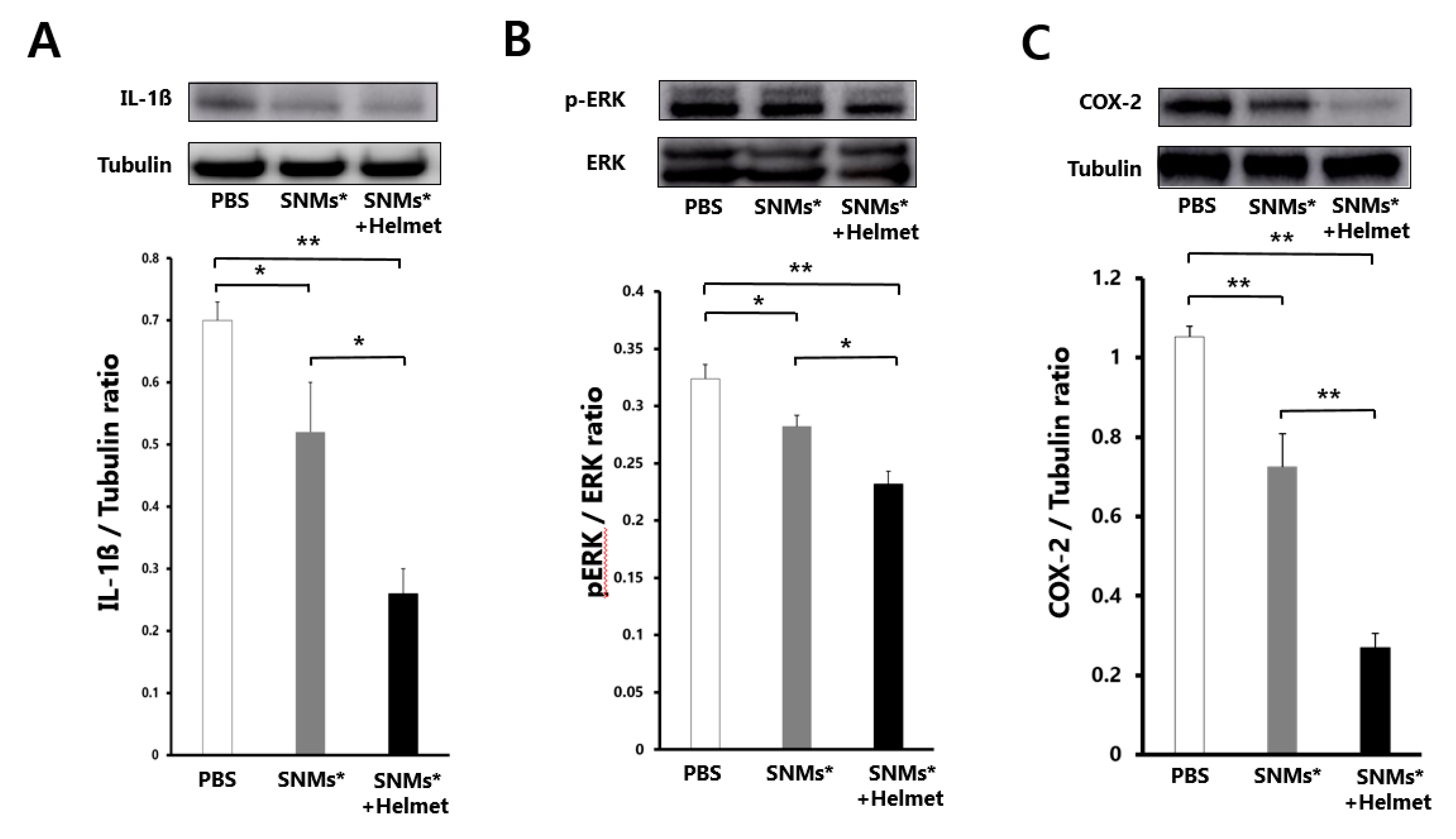 Ijms 21 03658 g008 Ijms 21 03658 g008