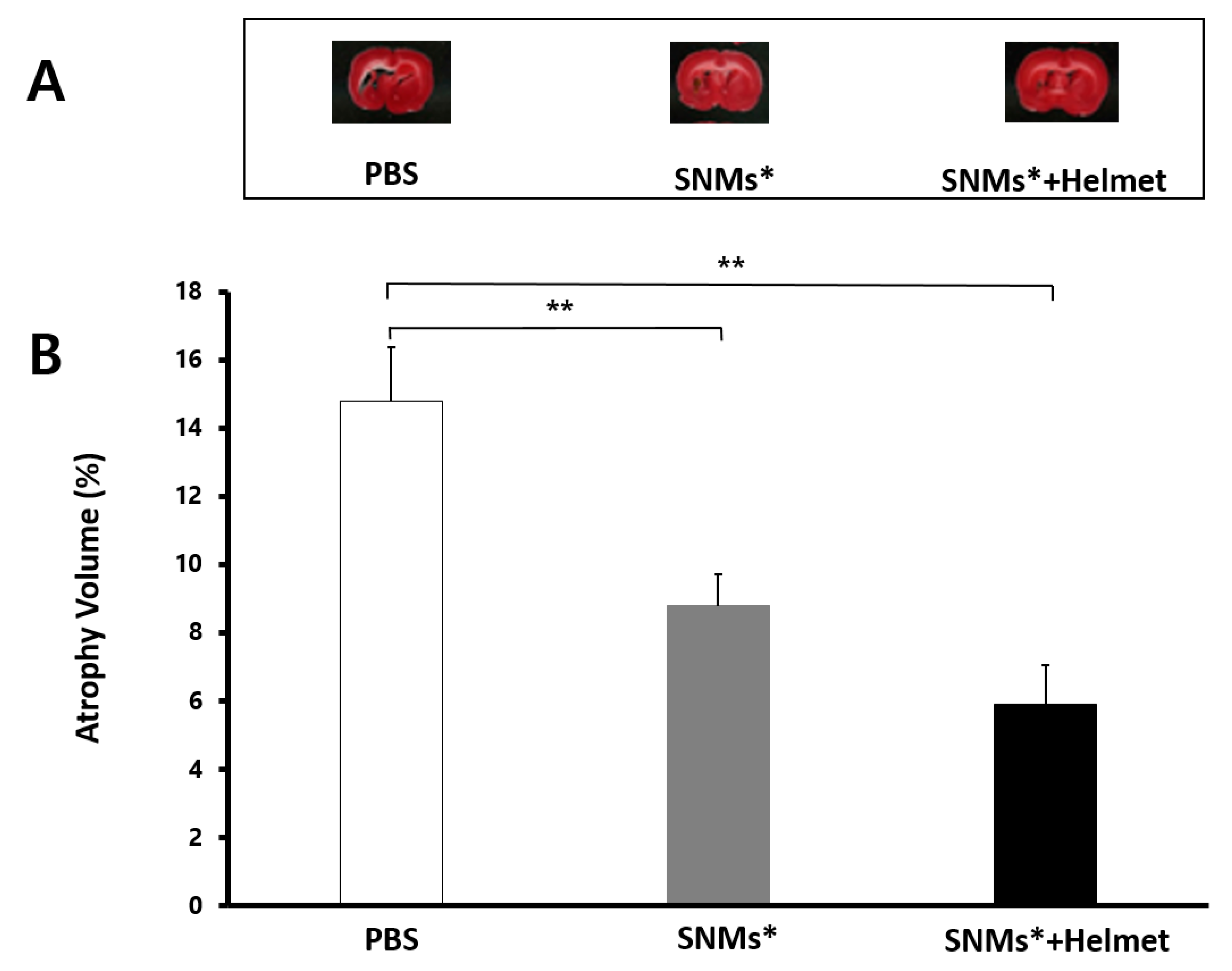 Ijms 21 03658 g009 Ijms 21 03658 g009