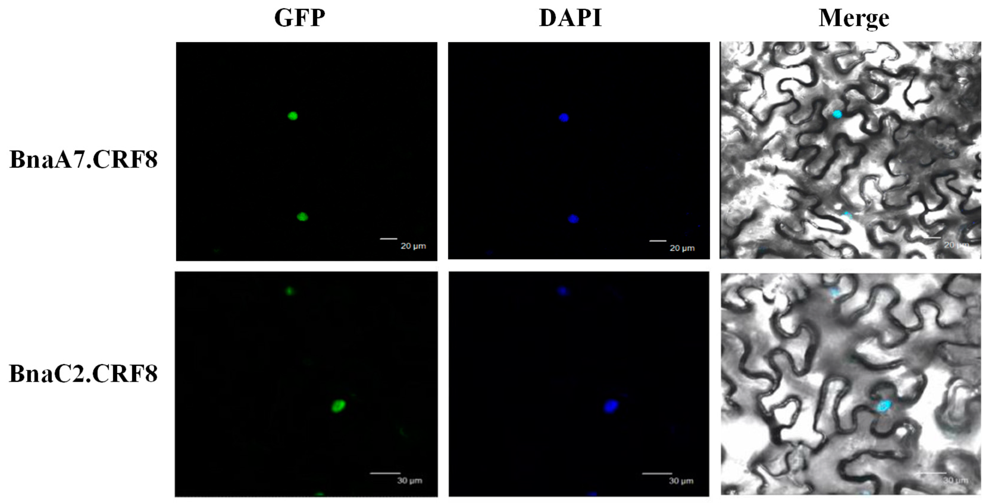 Ijms 21 03660 g005 Ijms 21 03660 g005