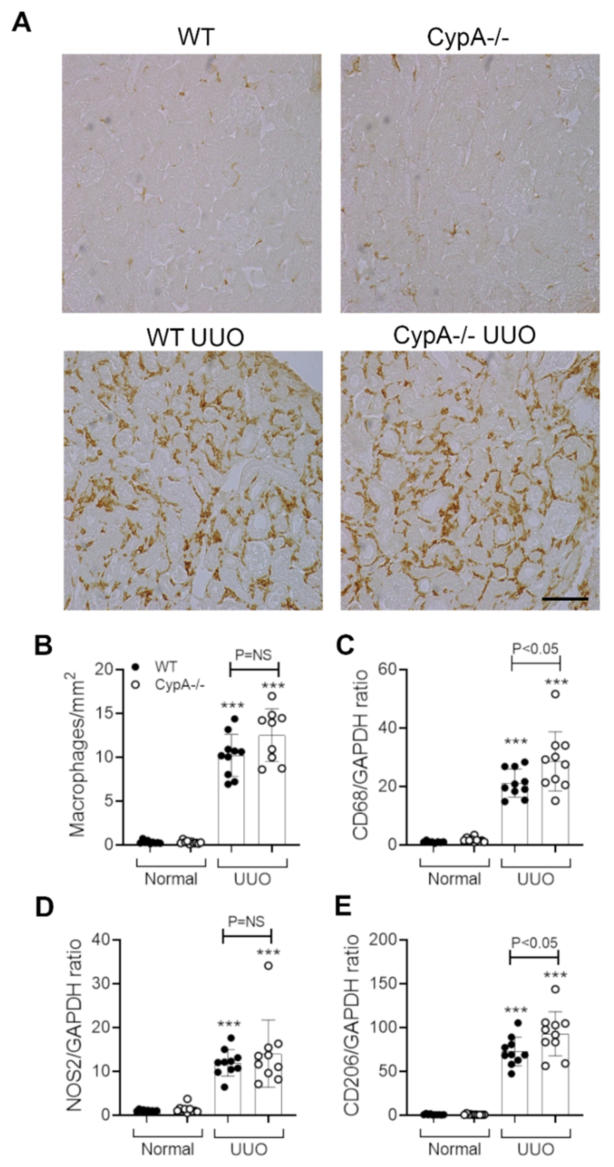 Ijms 21 03667 g005 Ijms 21 03667 g005