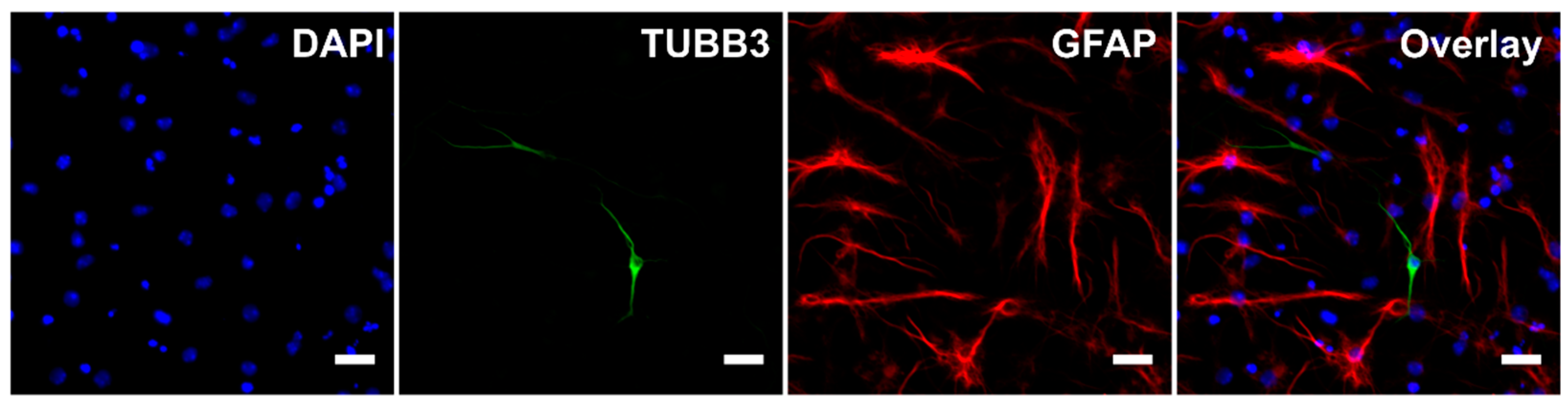 Ijms 21 03672 g001 Ijms 21 03672 g001