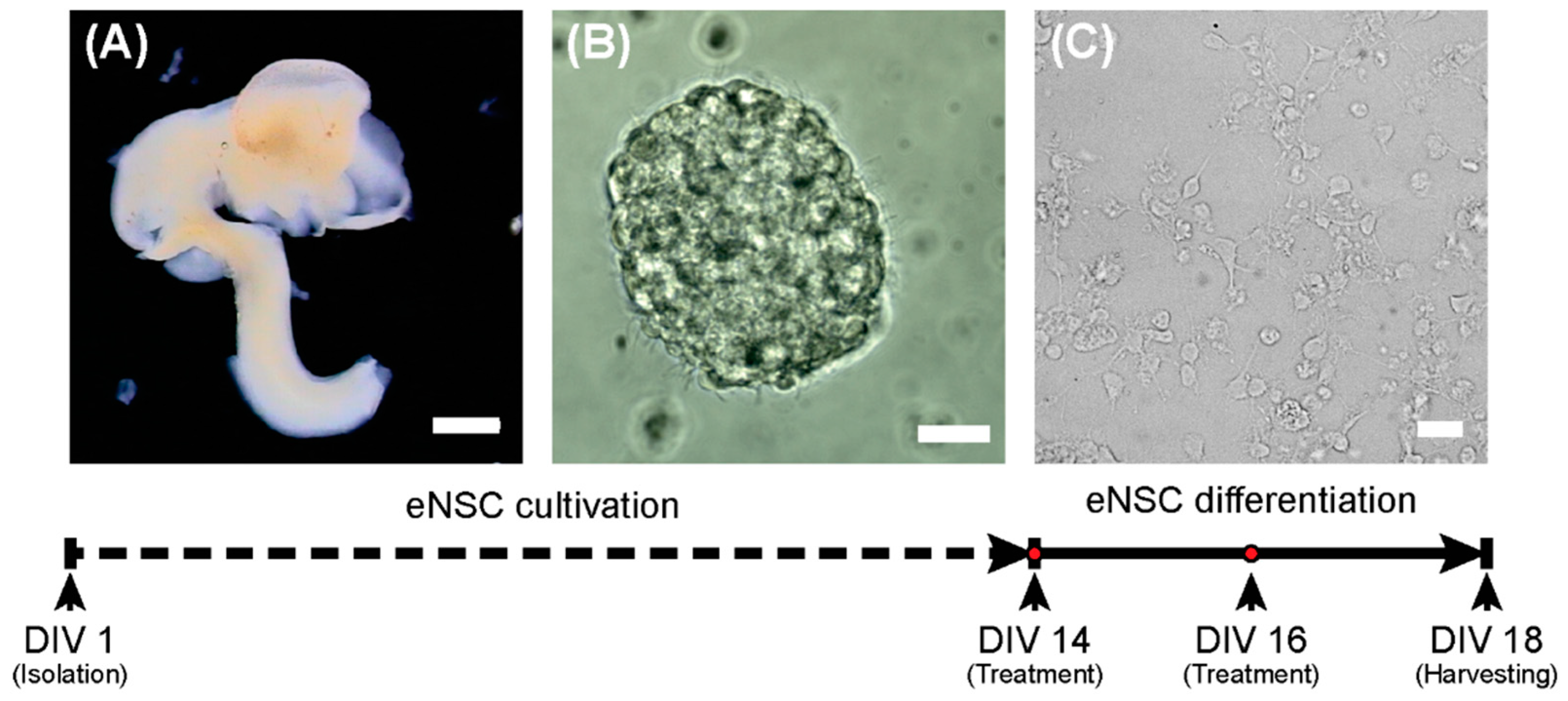 Ijms 21 03672 g006 Ijms 21 03672 g006