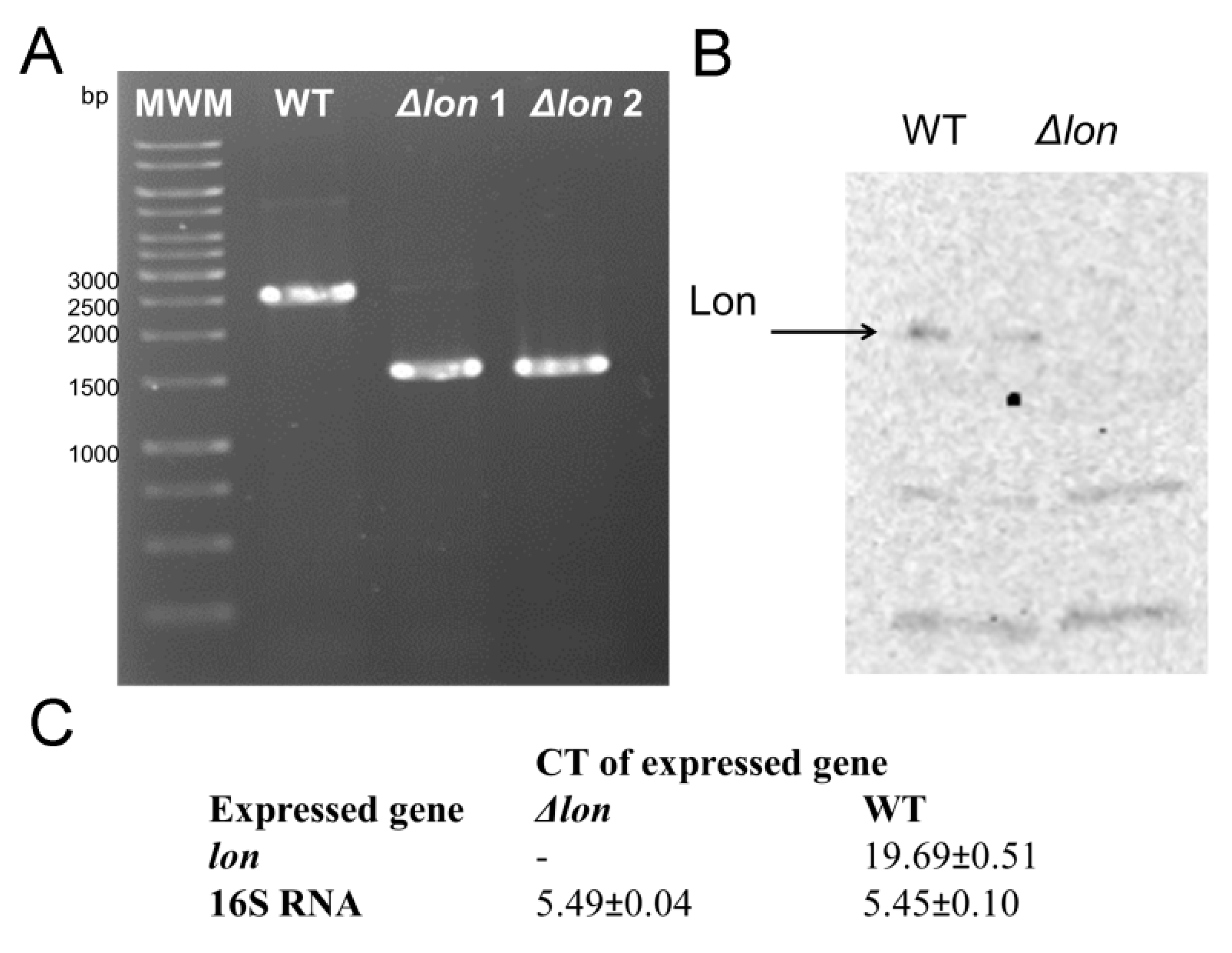 Ijms 21 03687 g001 Ijms 21 03687 g001