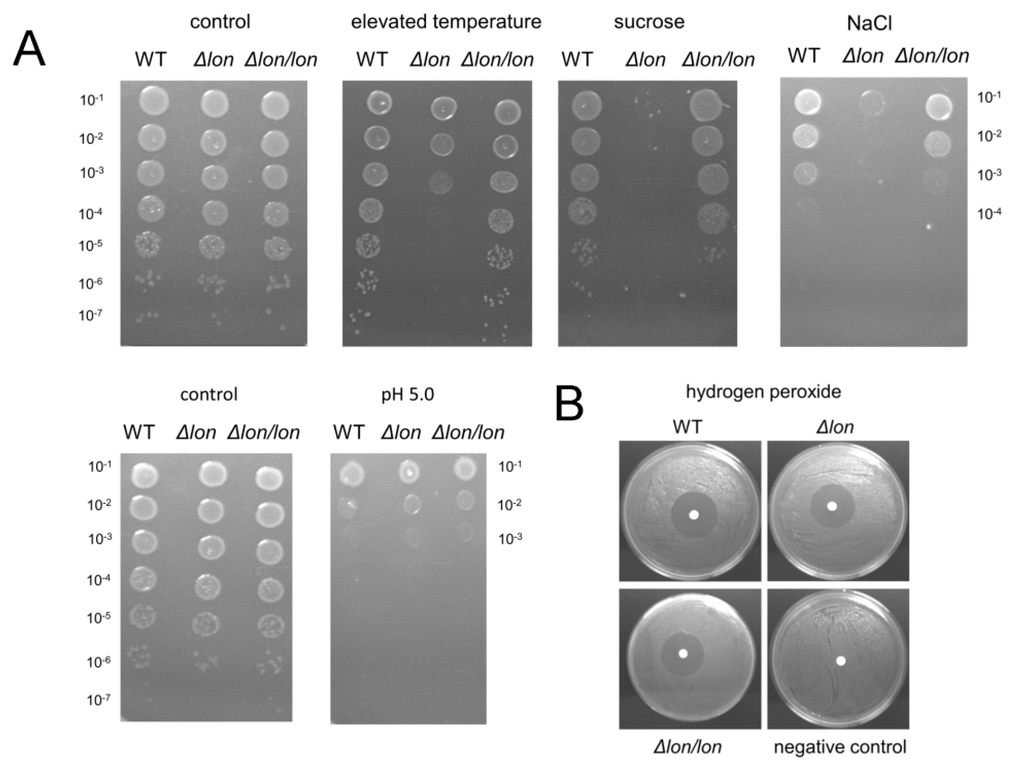 Ijms 21 03687 g004 Ijms 21 03687 g004
