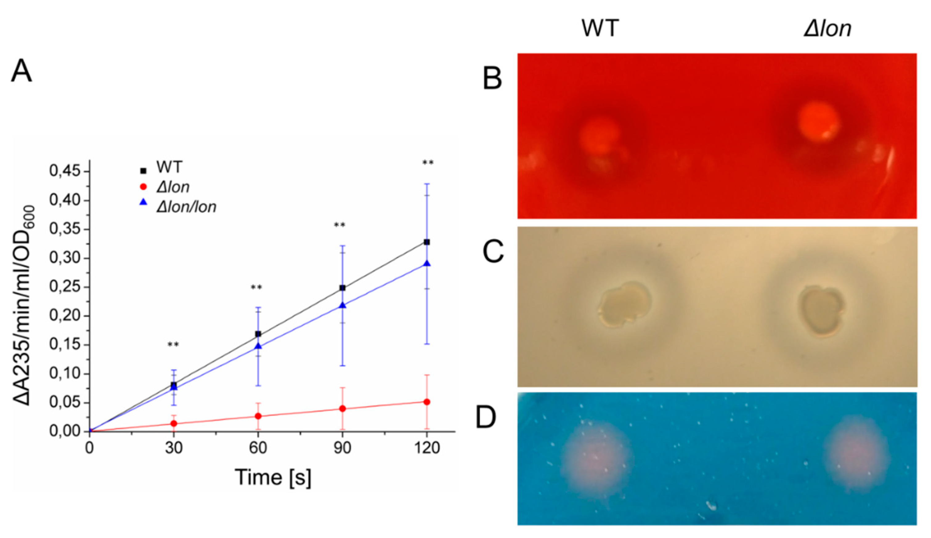 Ijms 21 03687 g006 Ijms 21 03687 g006