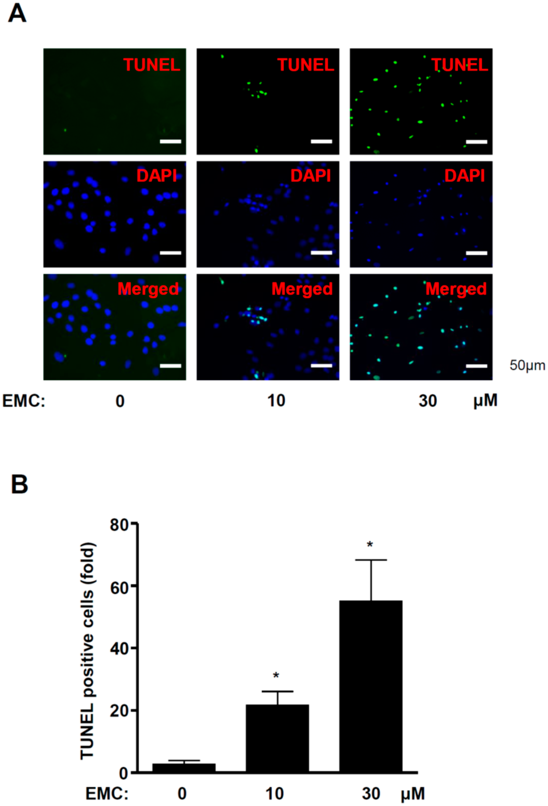 Ijms 21 03700 g004 Ijms 21 03700 g004