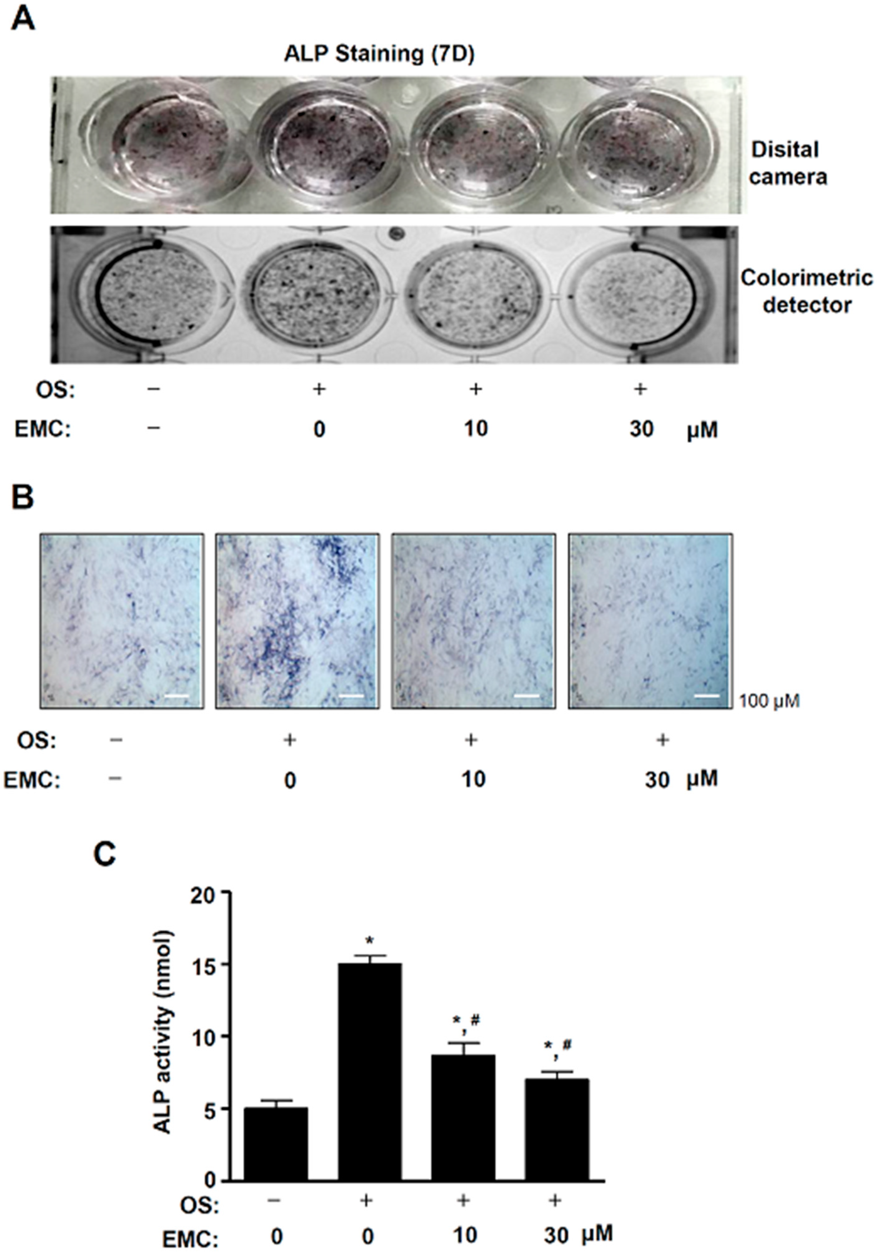 Ijms 21 03700 g007 Ijms 21 03700 g007
