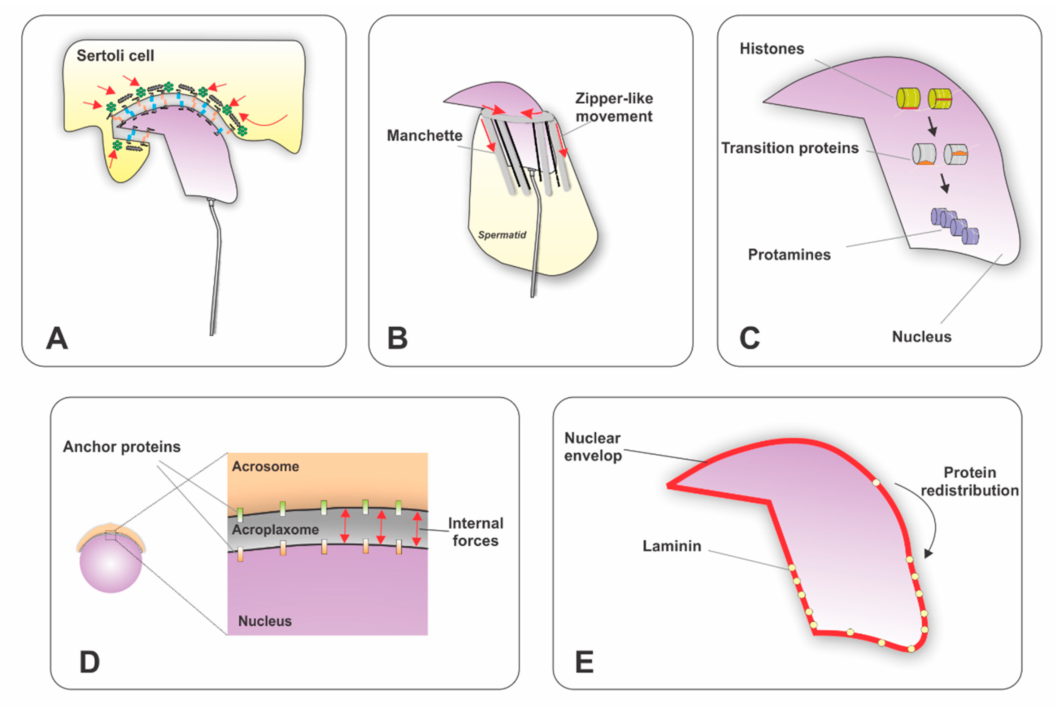 Ijms 21 03702 g001 Ijms 21 03702 g001