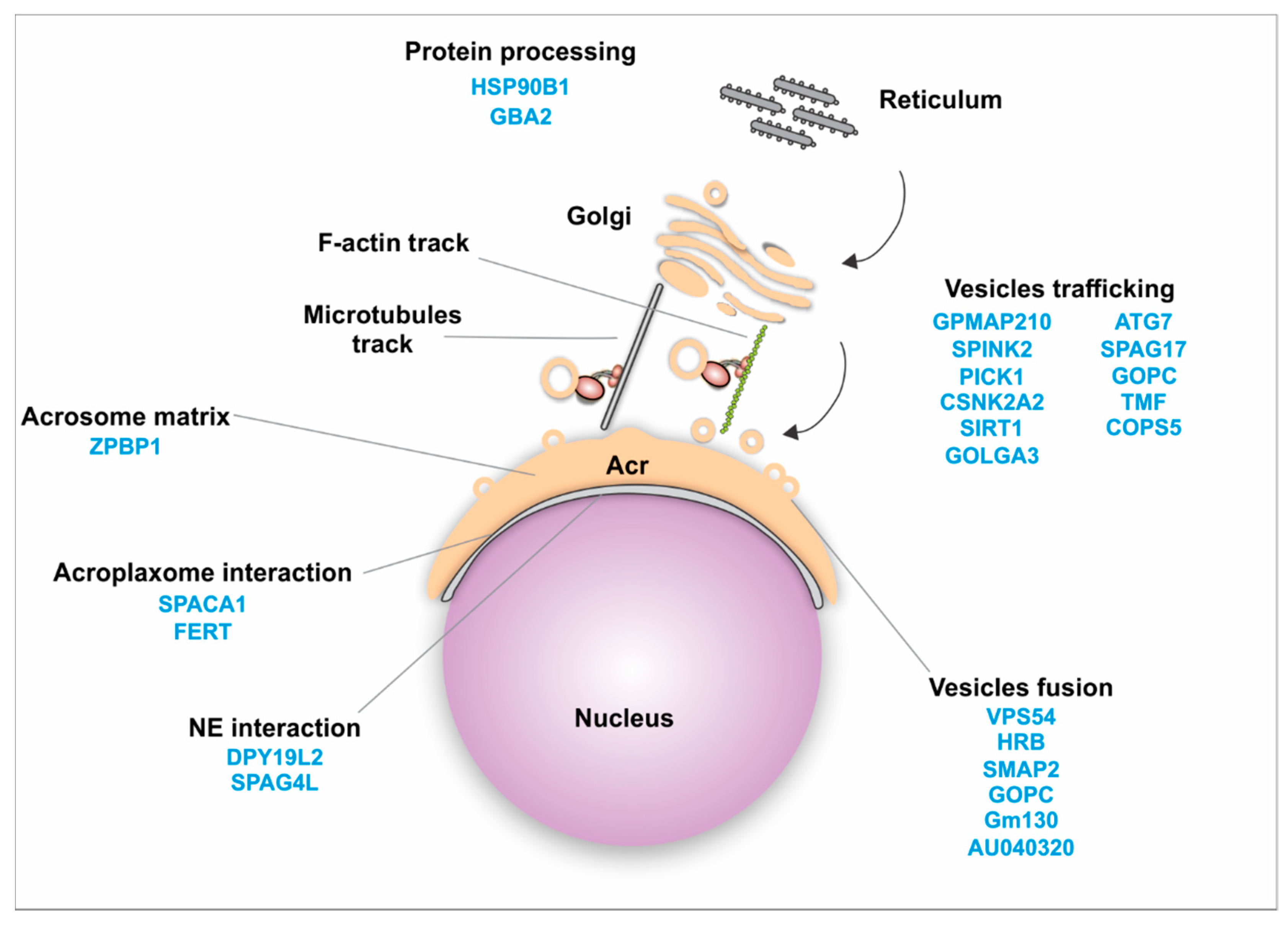 Ijms 21 03702 g002 Ijms 21 03702 g002