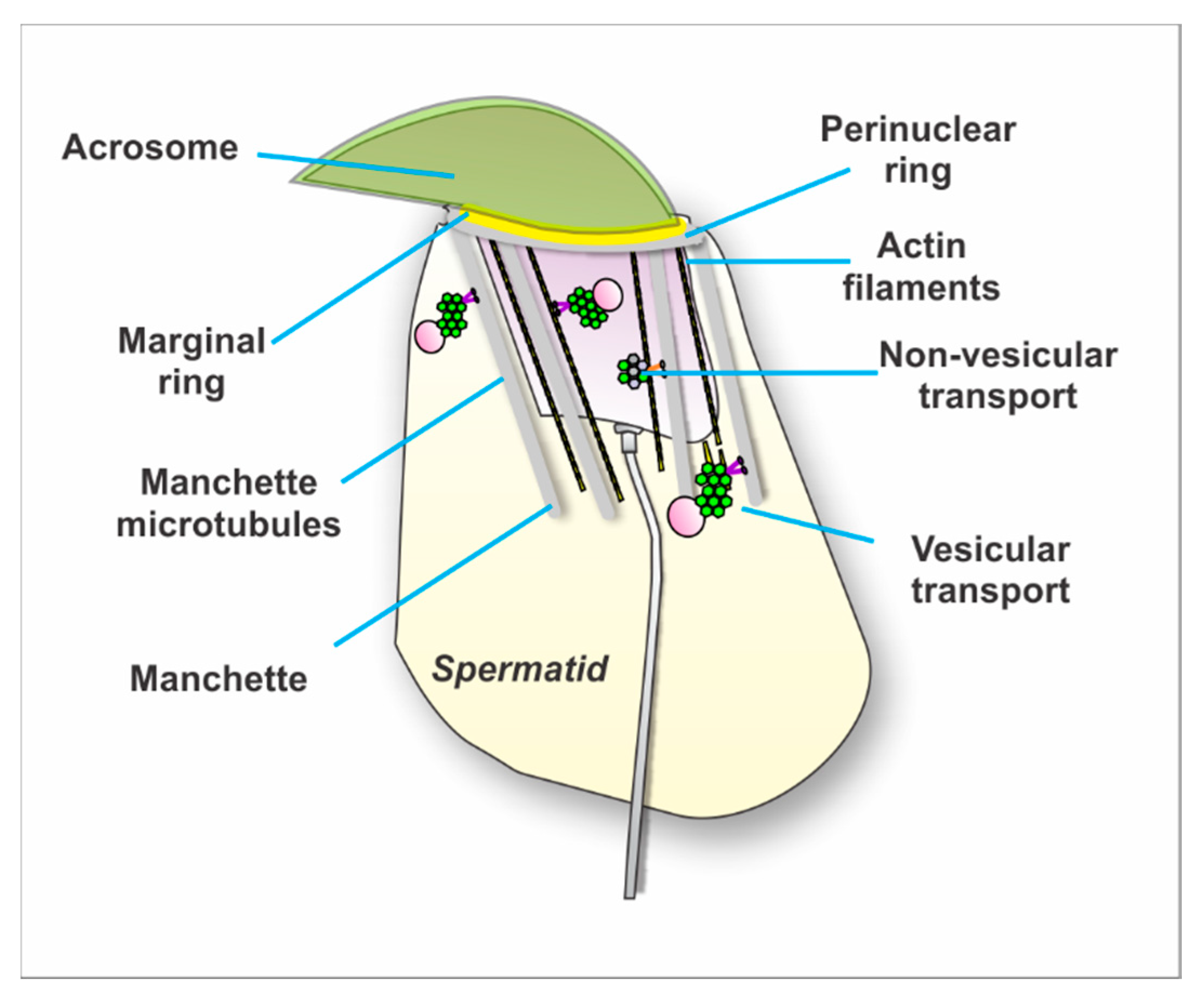 Ijms 21 03702 g003 Ijms 21 03702 g003