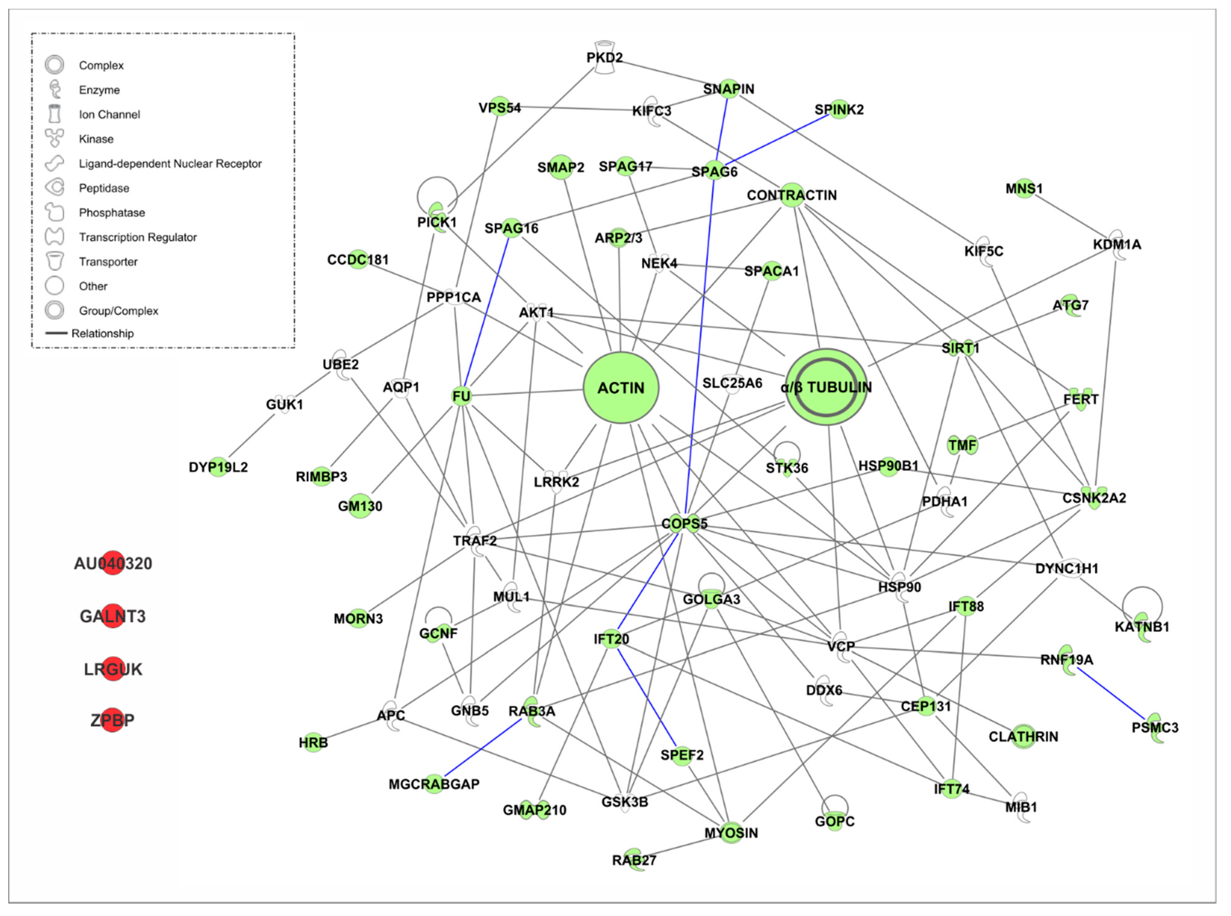 Ijms 21 03702 g005 Ijms 21 03702 g005