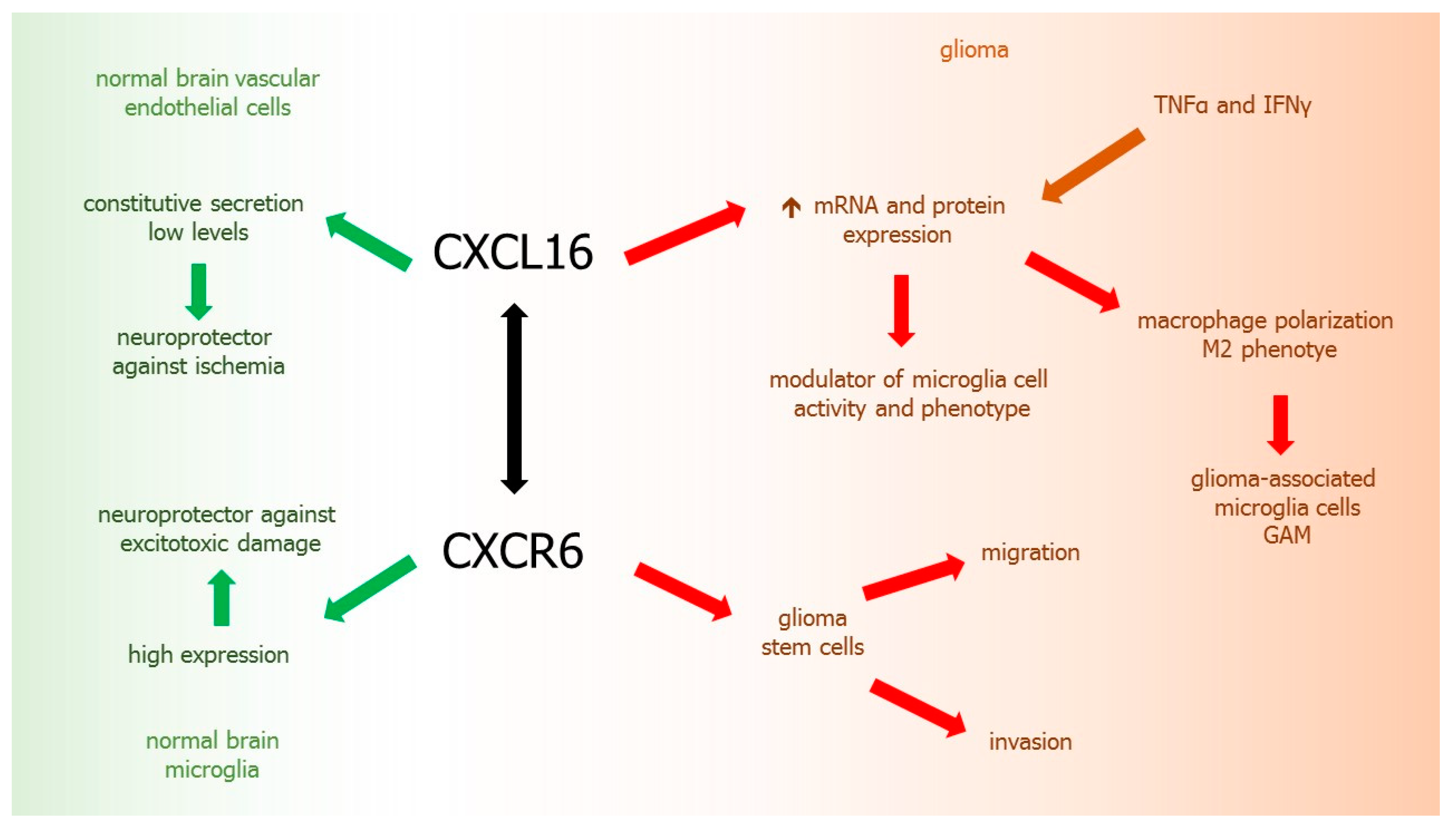 Ijms 21 03704 g004 Ijms 21 03704 g004