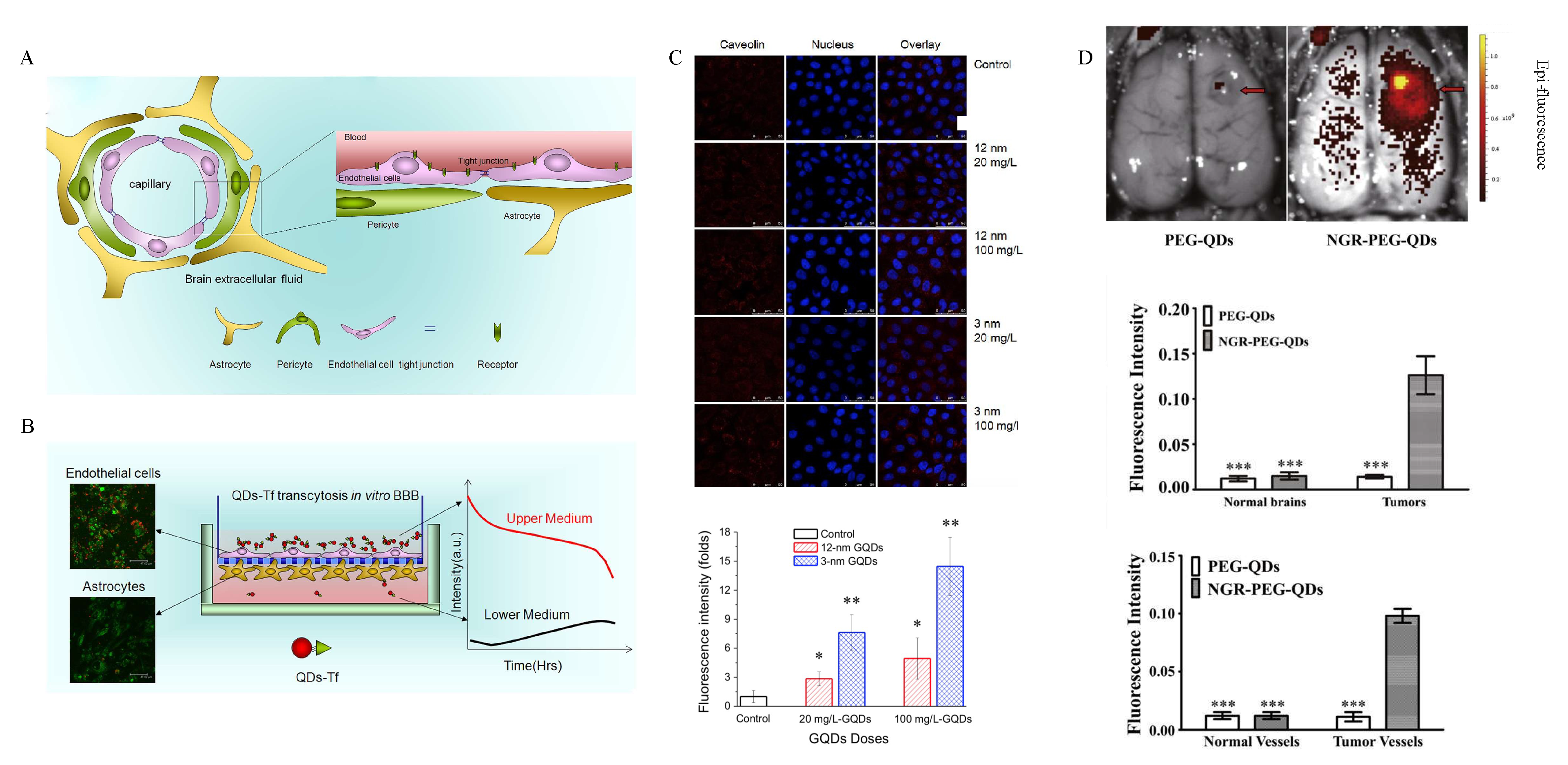 Ijms 21 03712 g004 Ijms 21 03712 g004
