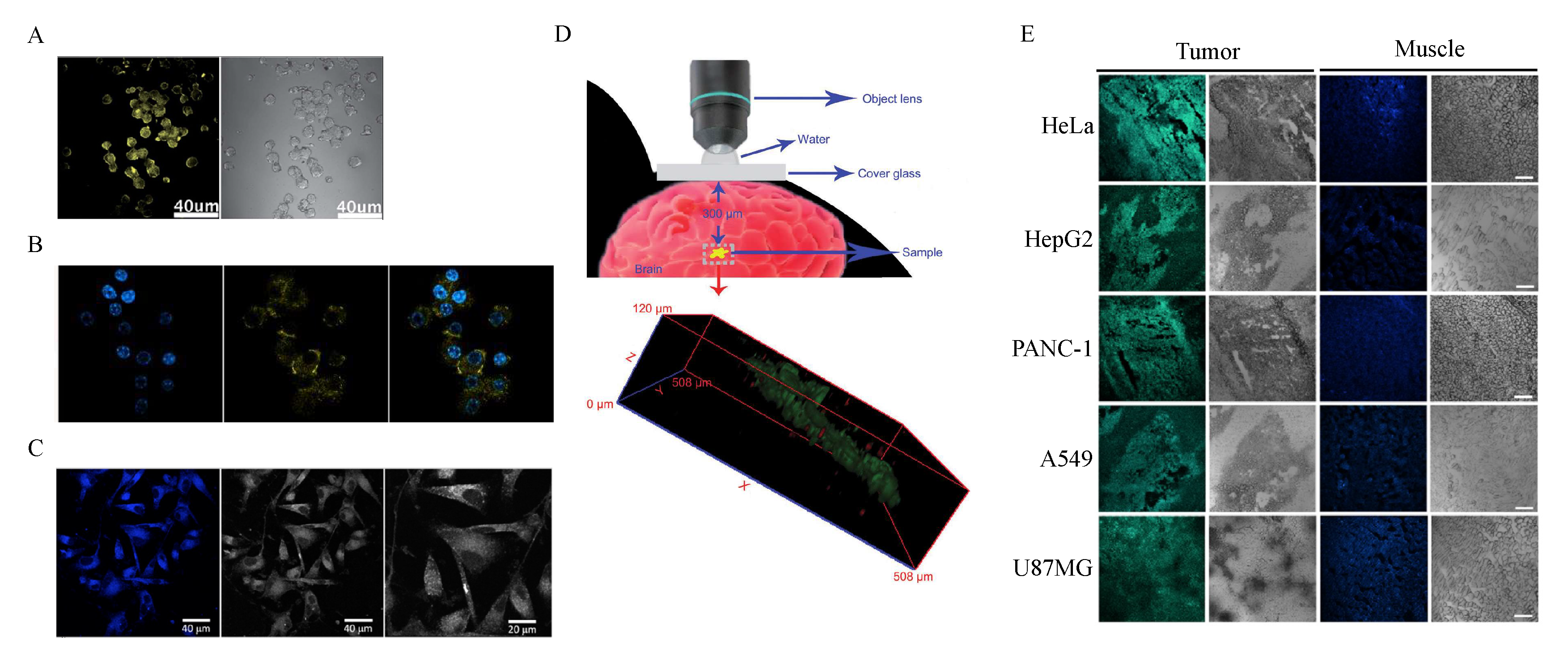 Ijms 21 03712 g005 Ijms 21 03712 g005