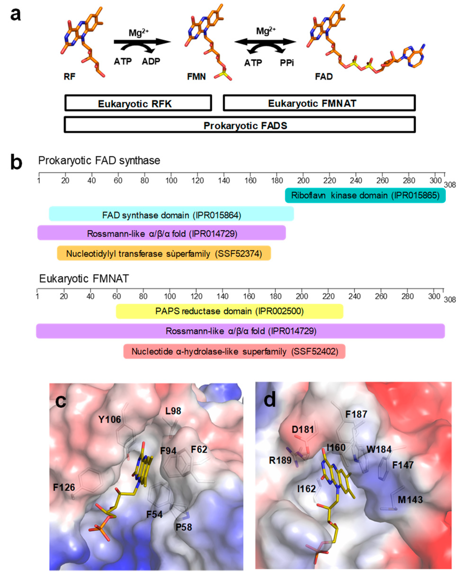 Ijms 21 03738 g001 Ijms 21 03738 g001
