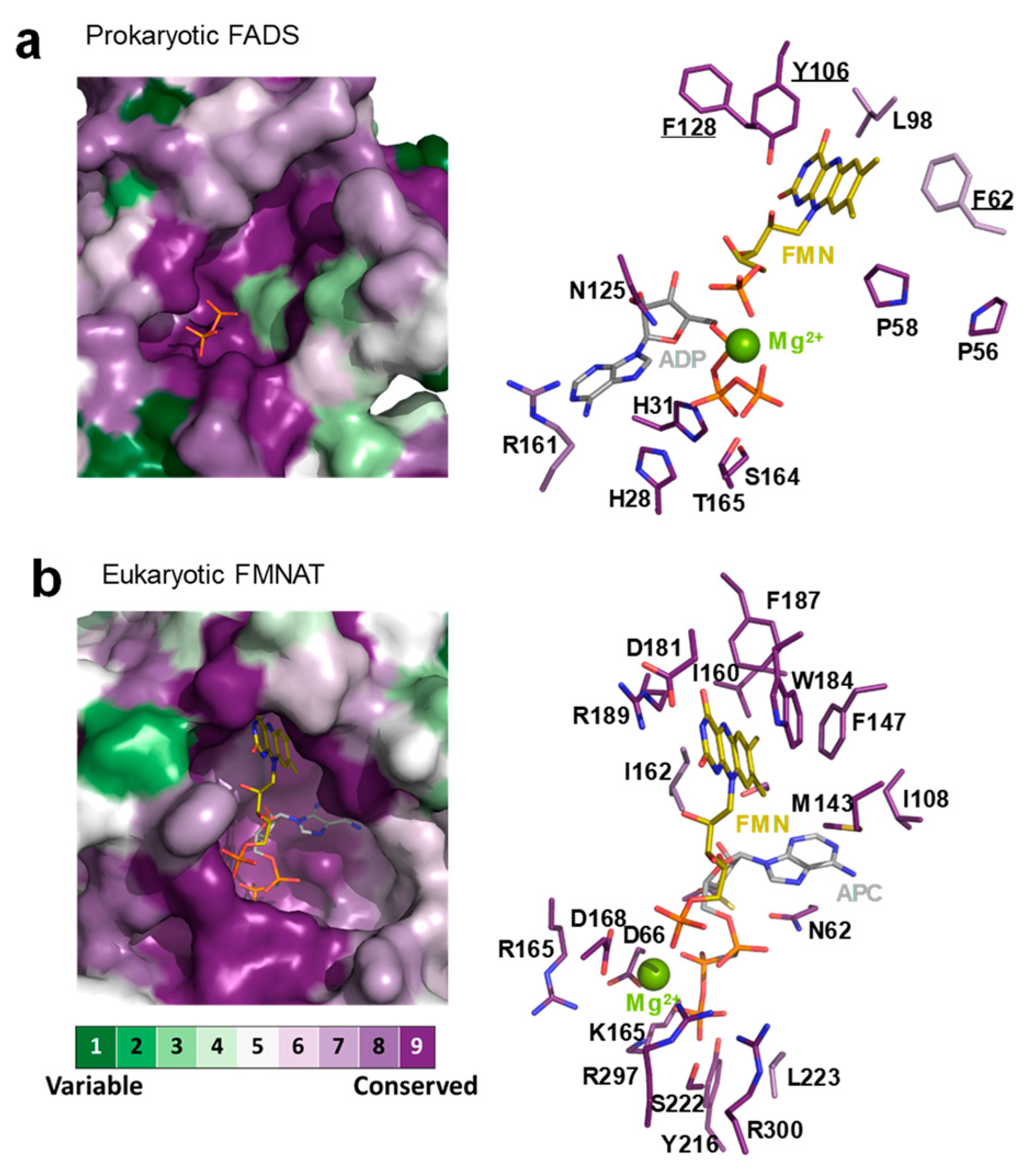 Ijms 21 03738 g002 Ijms 21 03738 g002