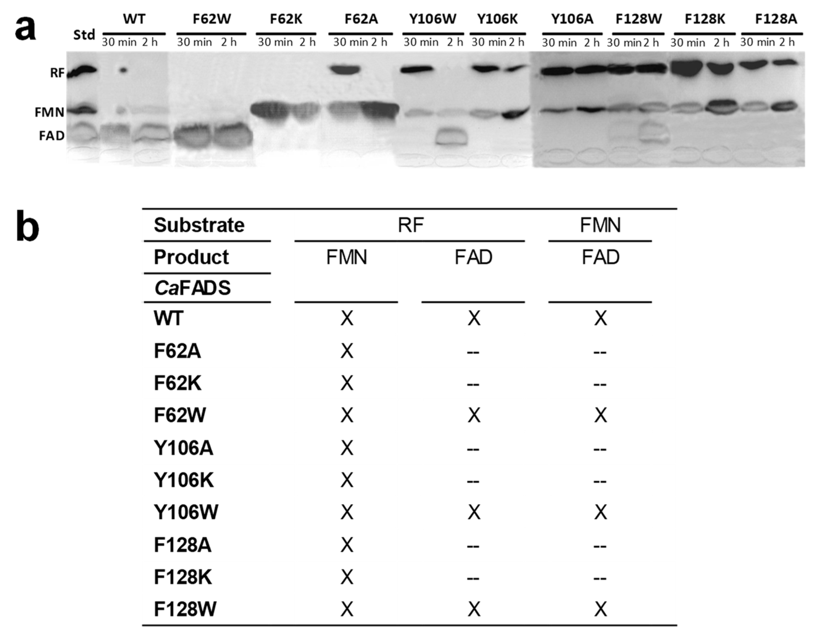 Ijms 21 03738 g004 Ijms 21 03738 g004