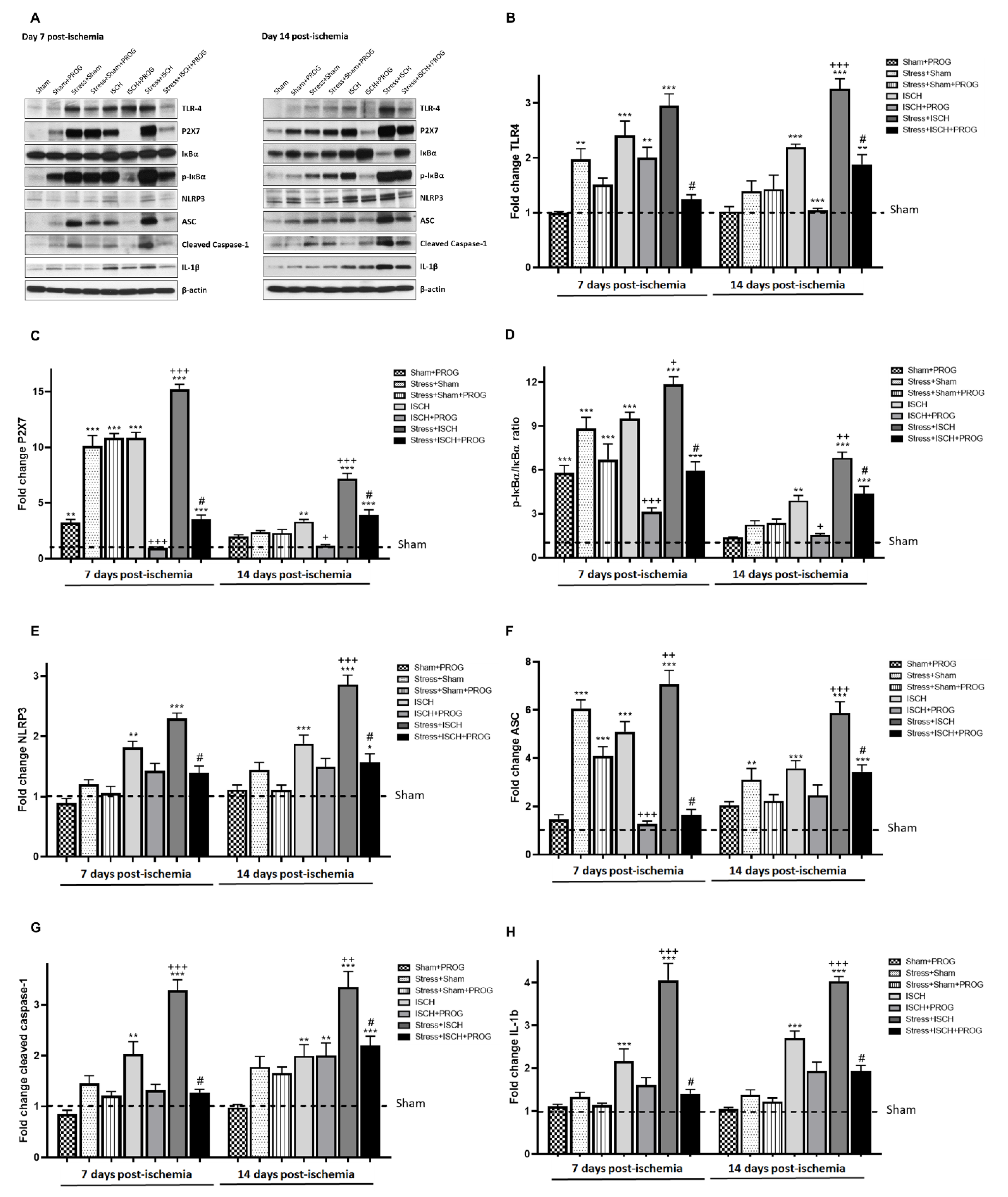 Ijms 21 03740 g003 Ijms 21 03740 g003