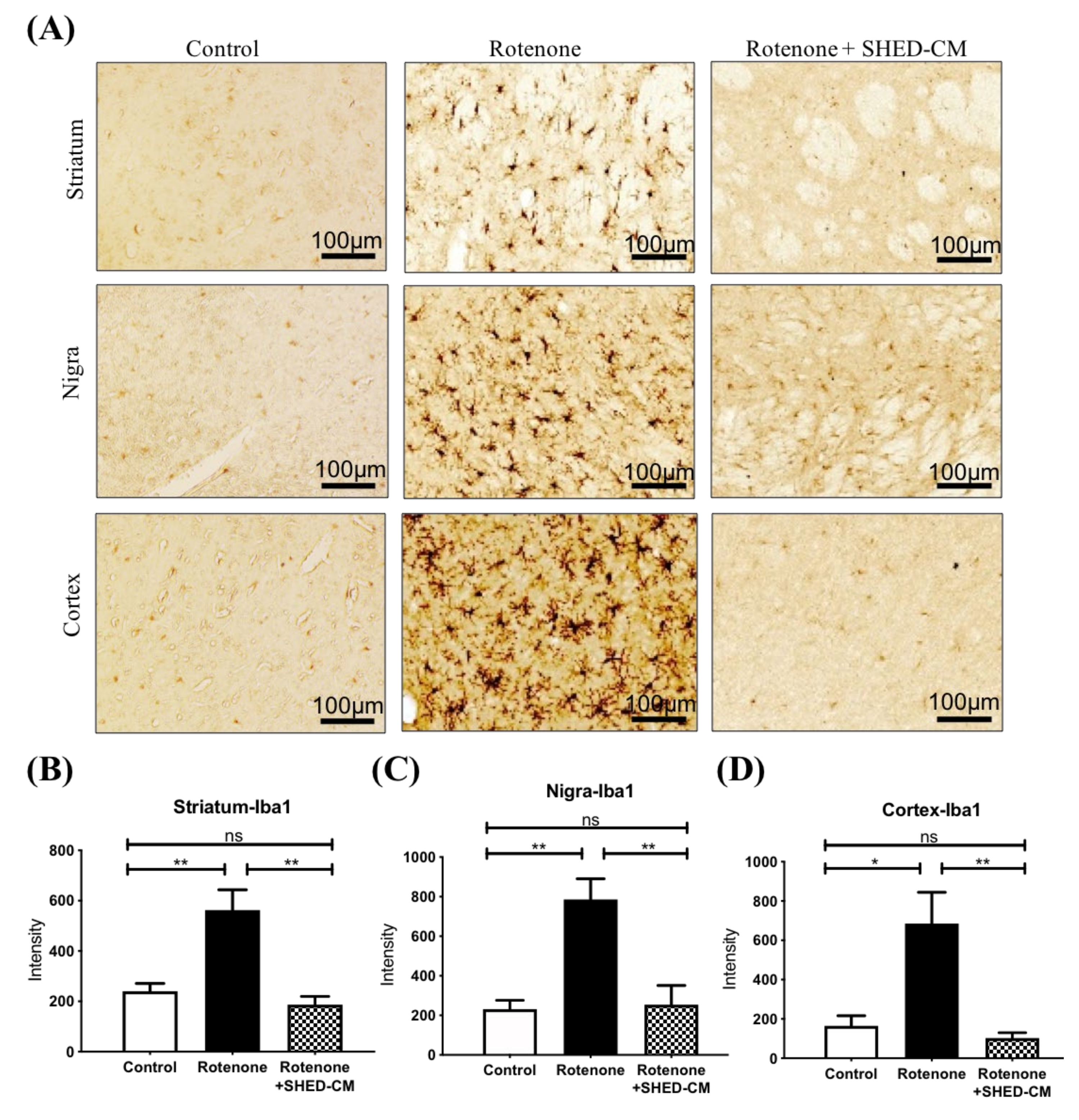 Ijms 21 03807 g003 Ijms 21 03807 g003