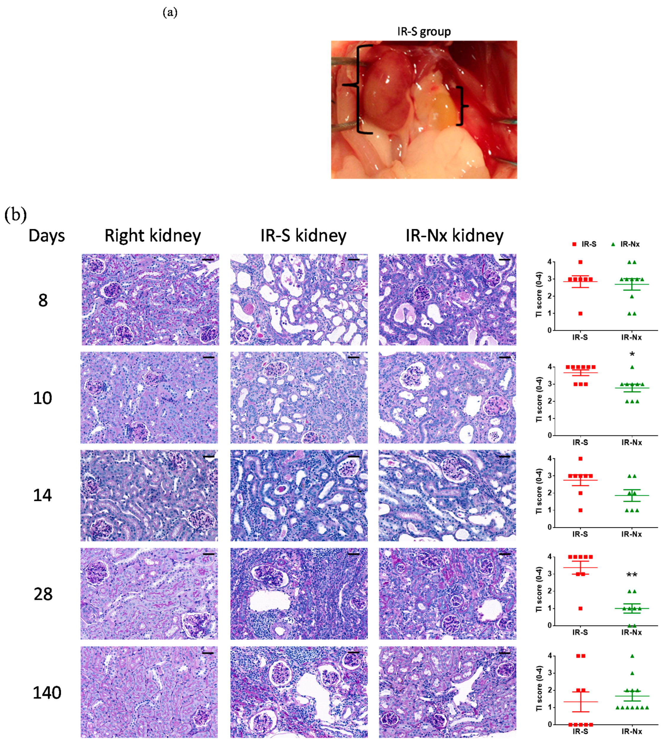 Ijms 21 03825 g004a Ijms 21 03825 g004a