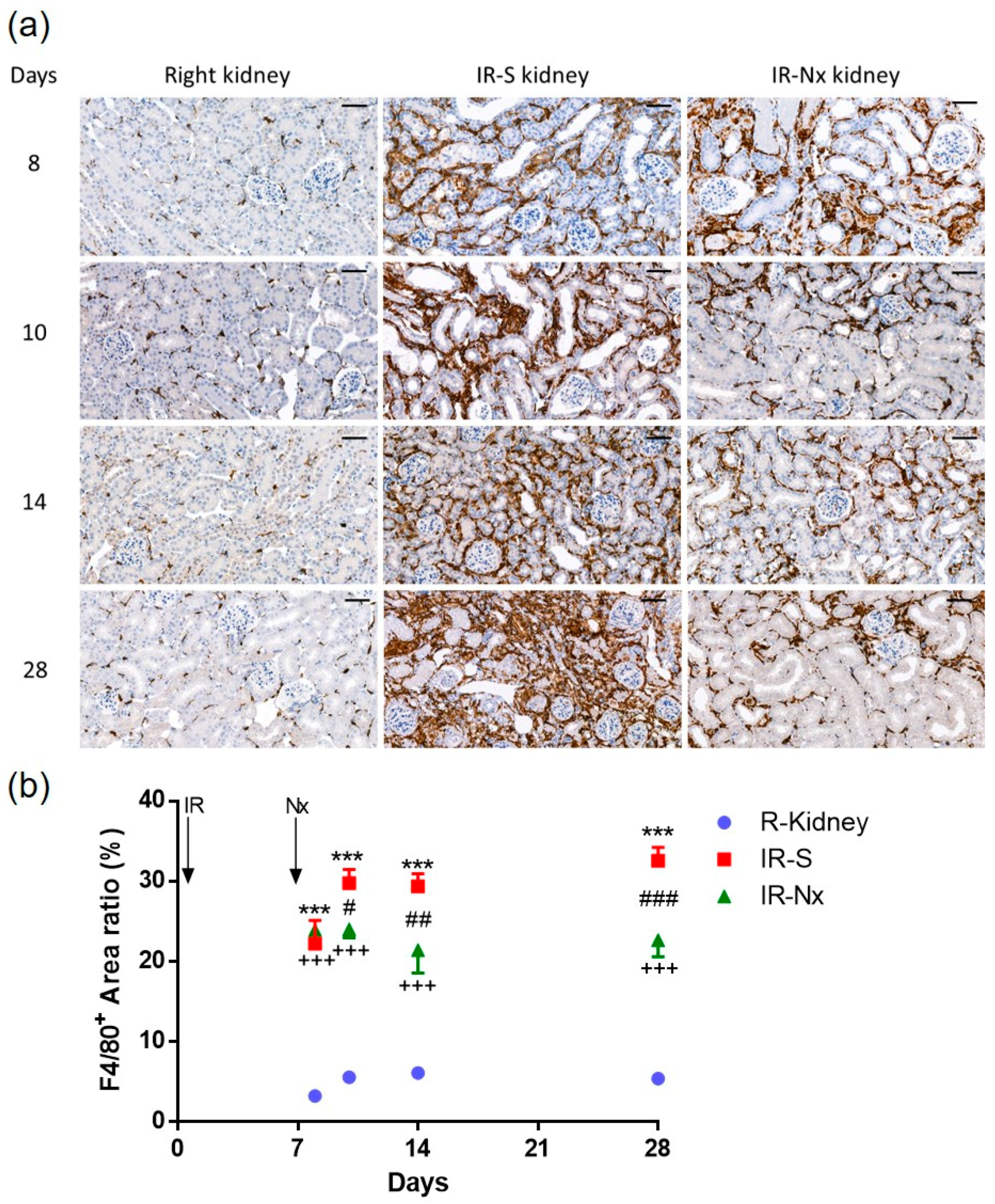 Ijms 21 03825 g005 Ijms 21 03825 g005