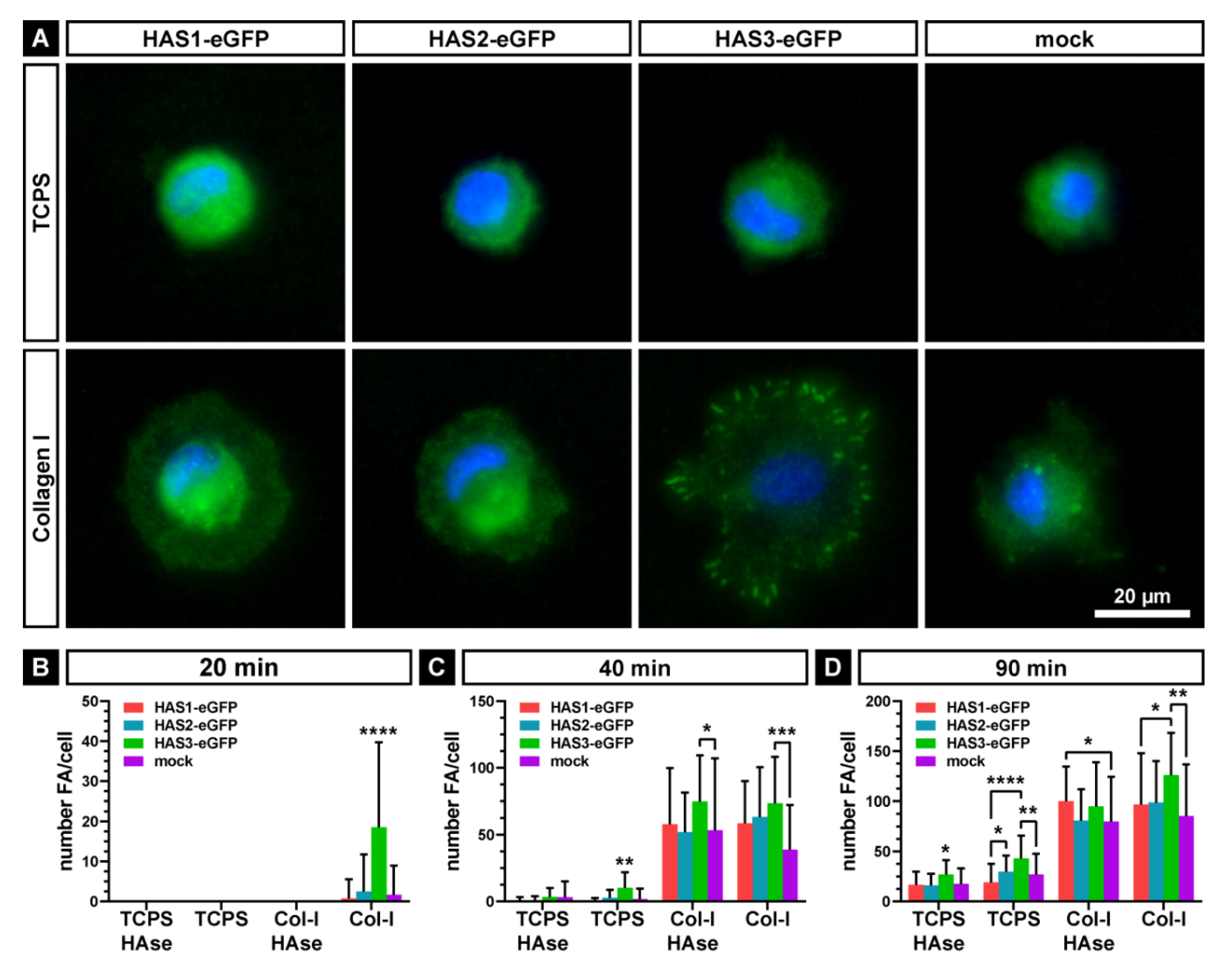 Ijms 21 03827 g005 Ijms 21 03827 g005
