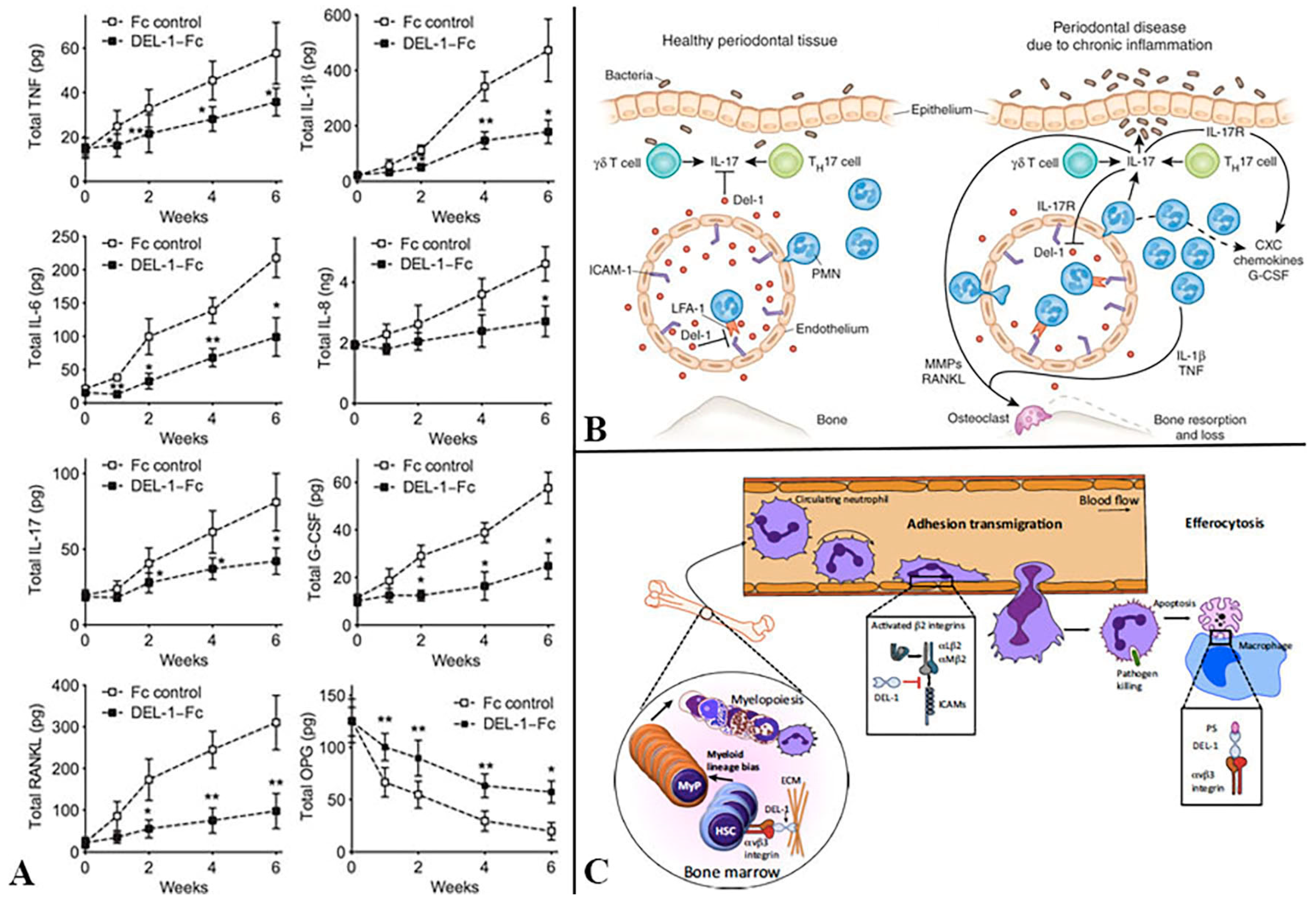 Ijms 21 03829 g004 Ijms 21 03829 g004